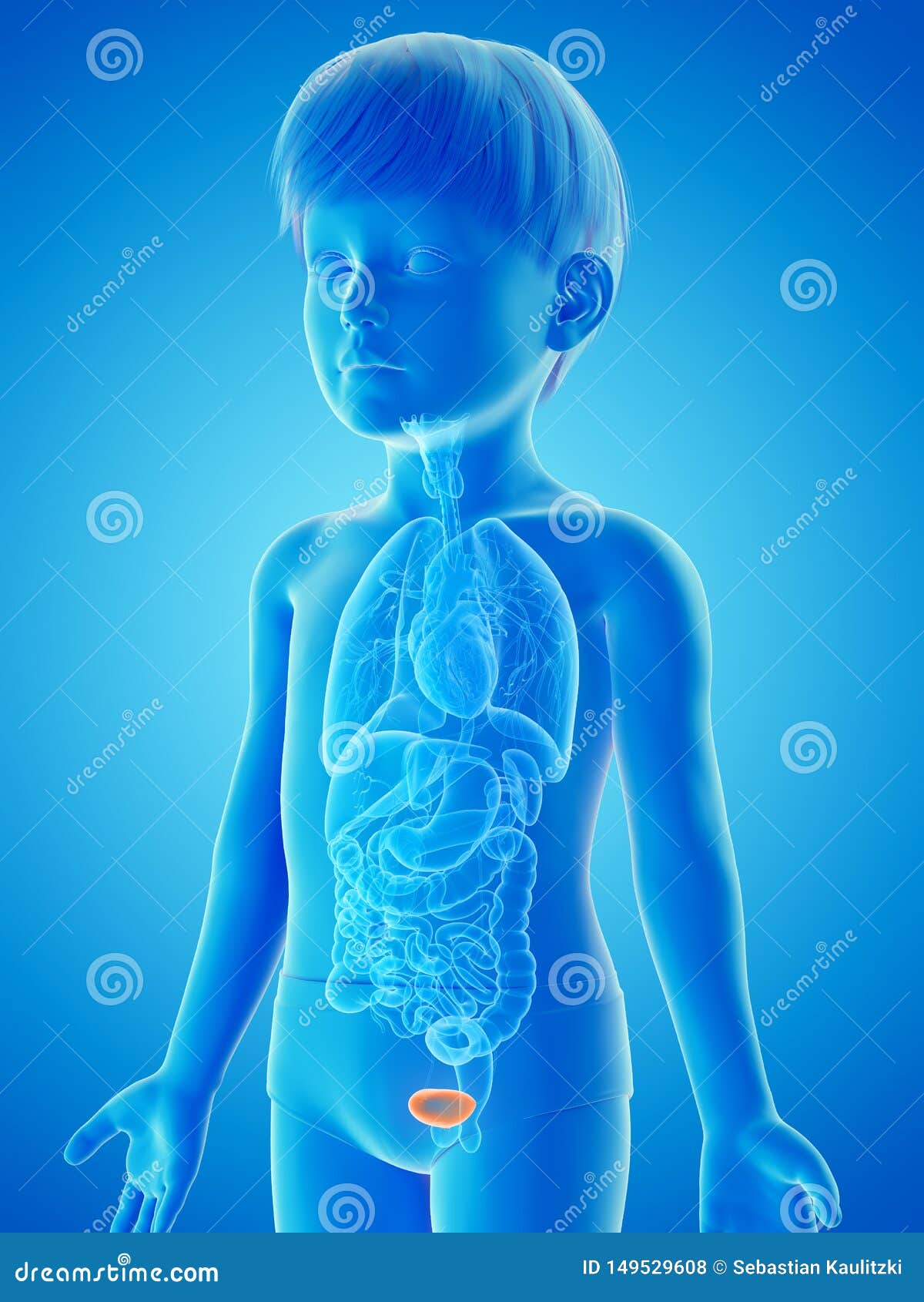 A childs urinary bladder stock illustration. Illustration of tract ...