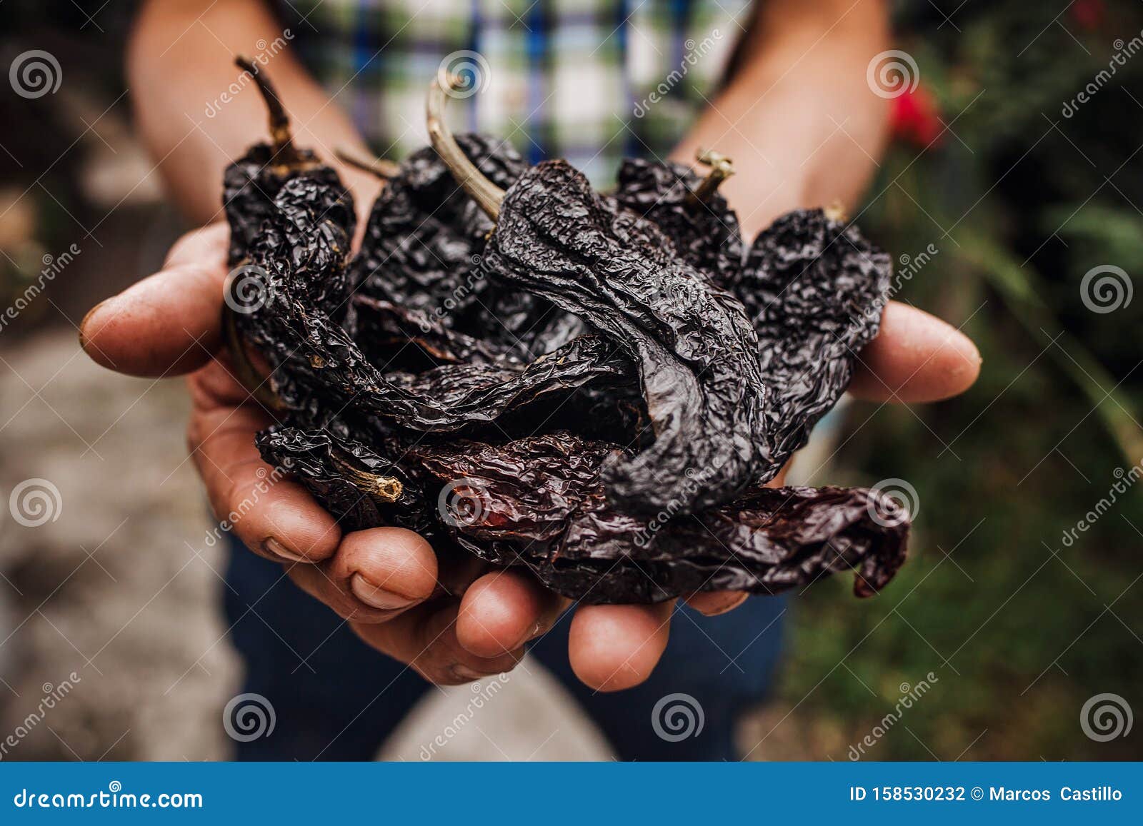 chile ancho, mexican dried chili pepper, assortment of chili peppers in farmer hands in mexico