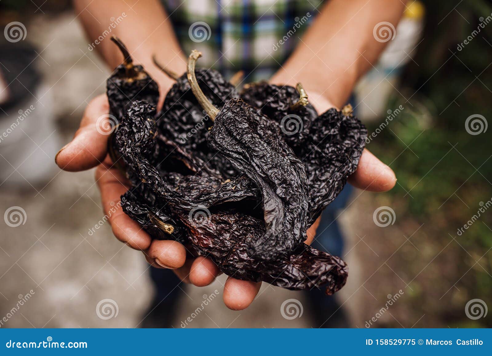 chile ancho, mexican dried chili pepper, assortment of chili peppers in farmer hands in mexico