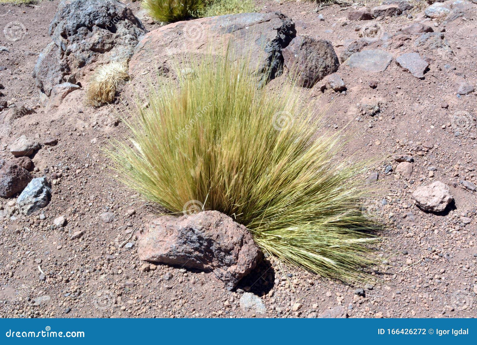 chile. desert plant - paja brava at summer day