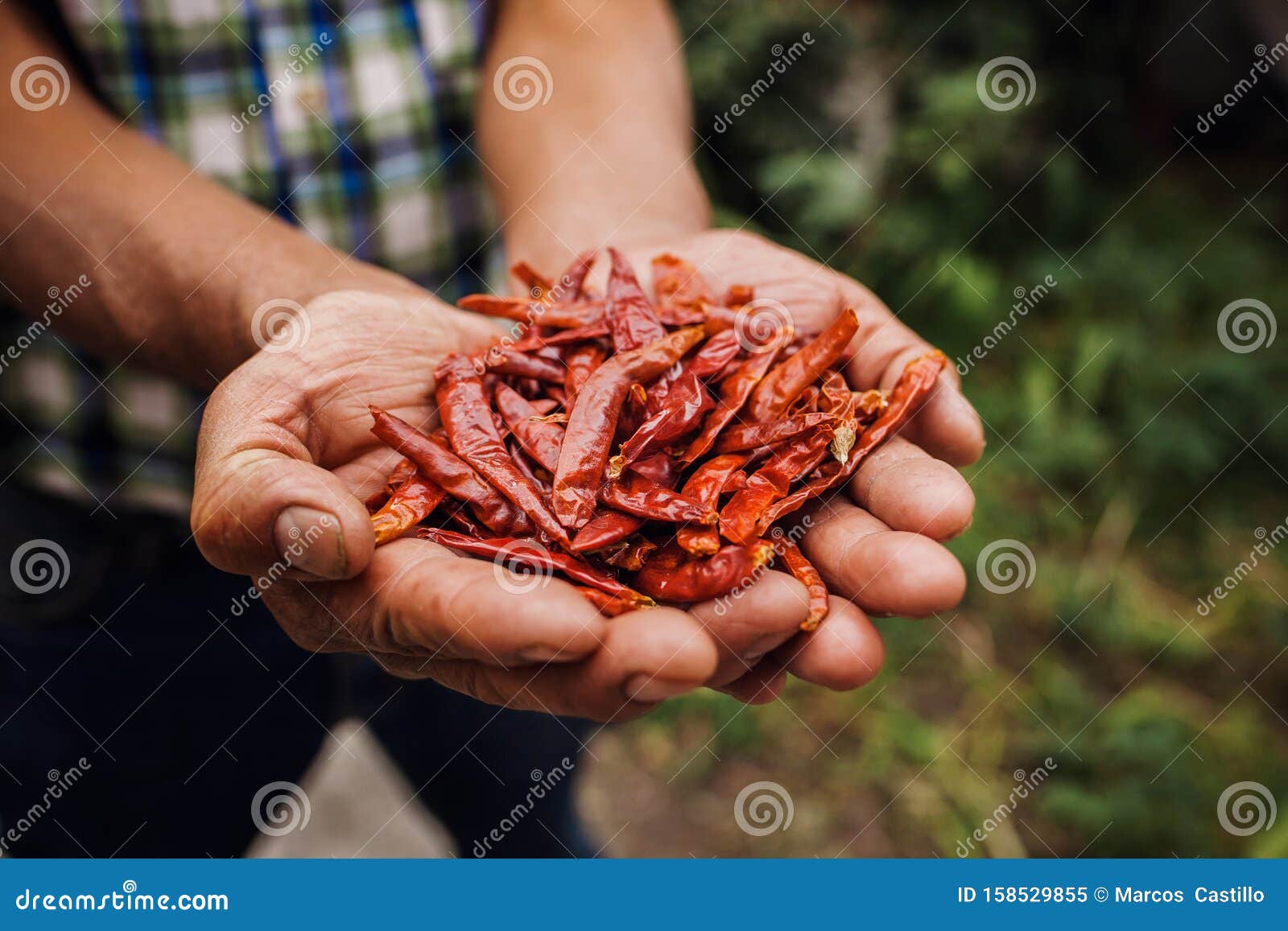 Chile Guajillo Mexican Dried Chili Pepper Assortment Of