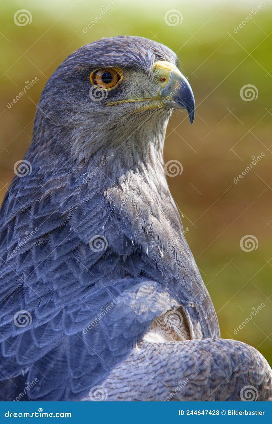 aguja or chilean blue eagle geranoaetus melanoleucus