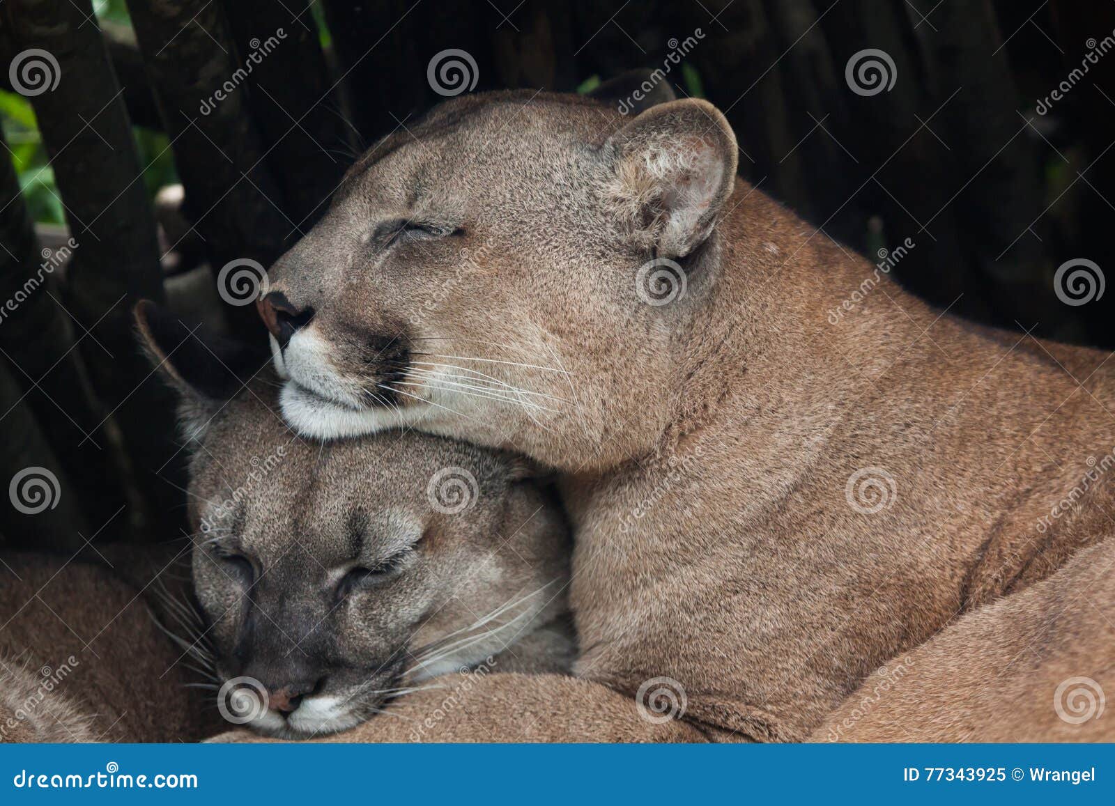 Chilean Cougar (Puma Stock Image - Image of america, 77343925