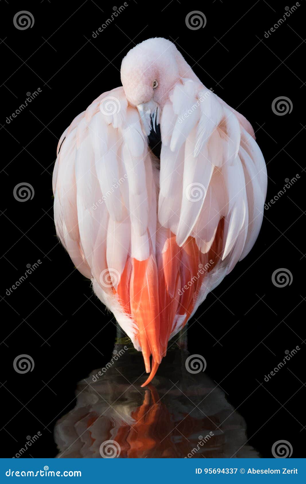 chilean flamingo ix