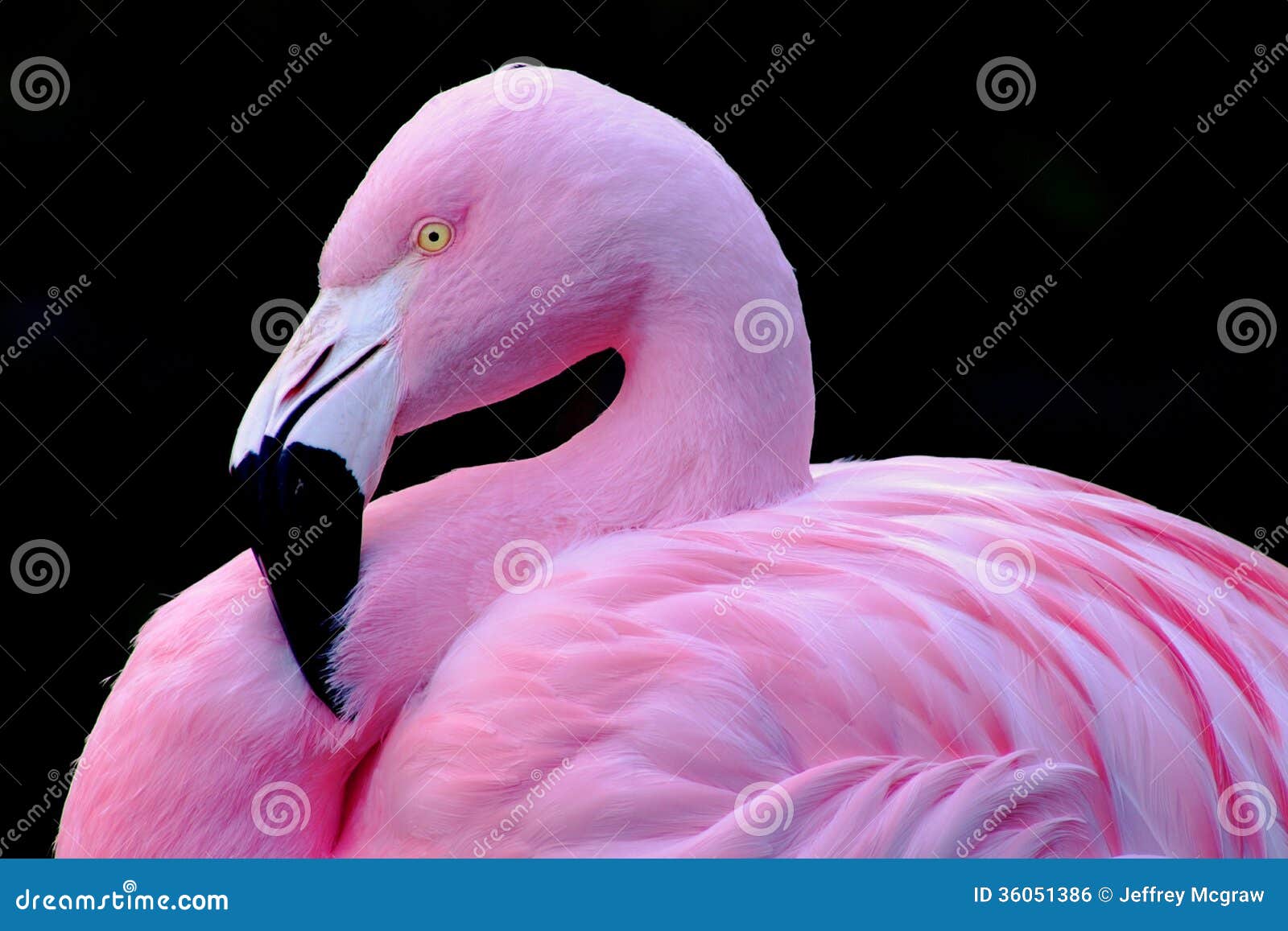 chilean flamingo