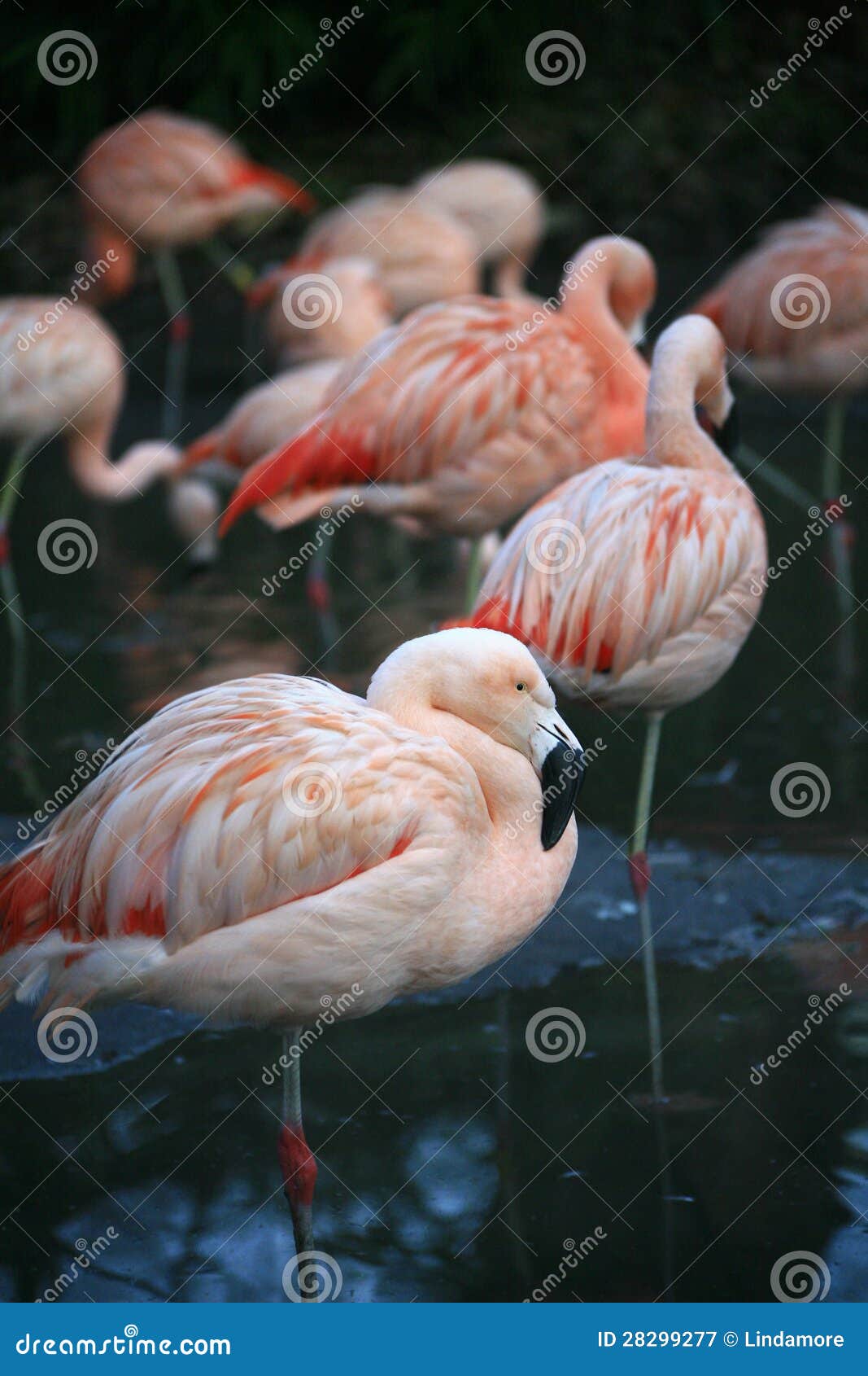 chilean flamingos