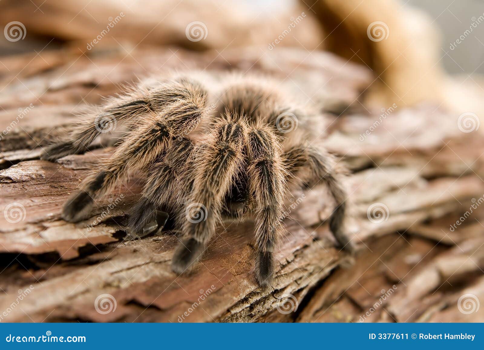 Chilean Rose Tarantula Stock Image - Image: 3377611