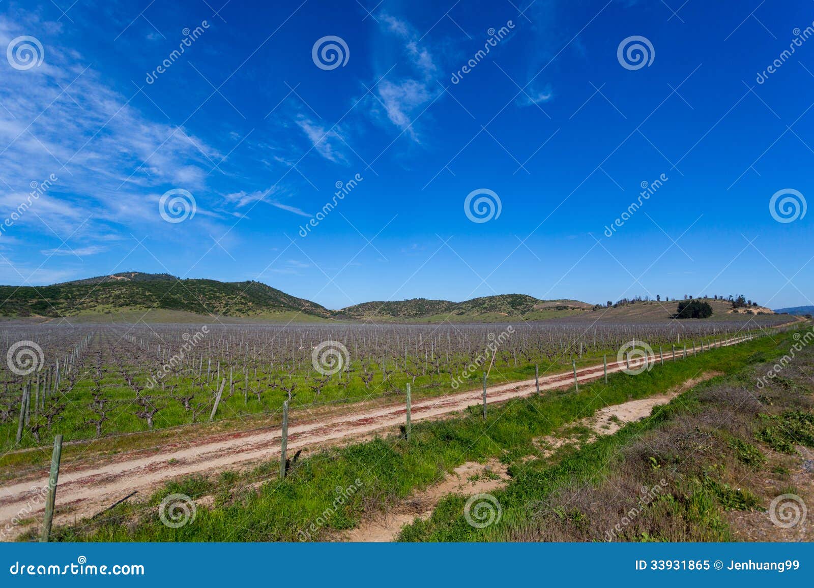 chilean vineyard at the end of winter