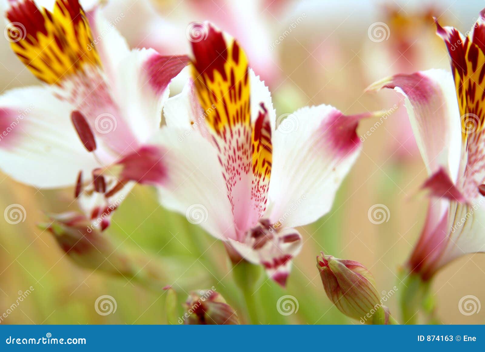 46 795 Wild Lily Stock Photos Free Royalty Free Stock Photos