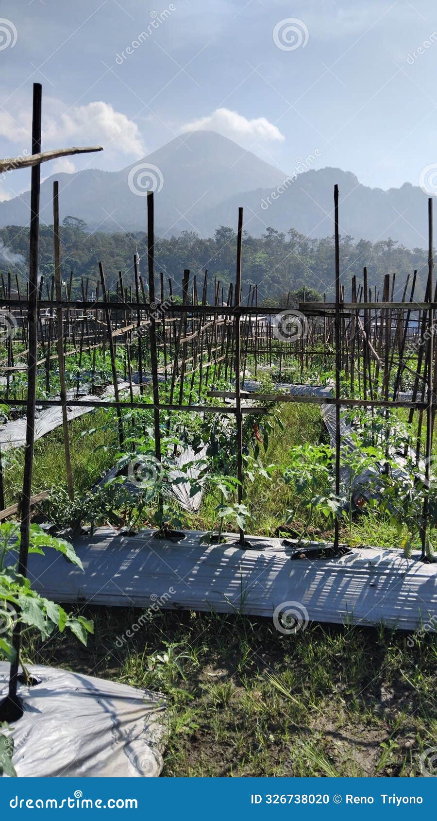 chili fields are reinforced with bamboo slats