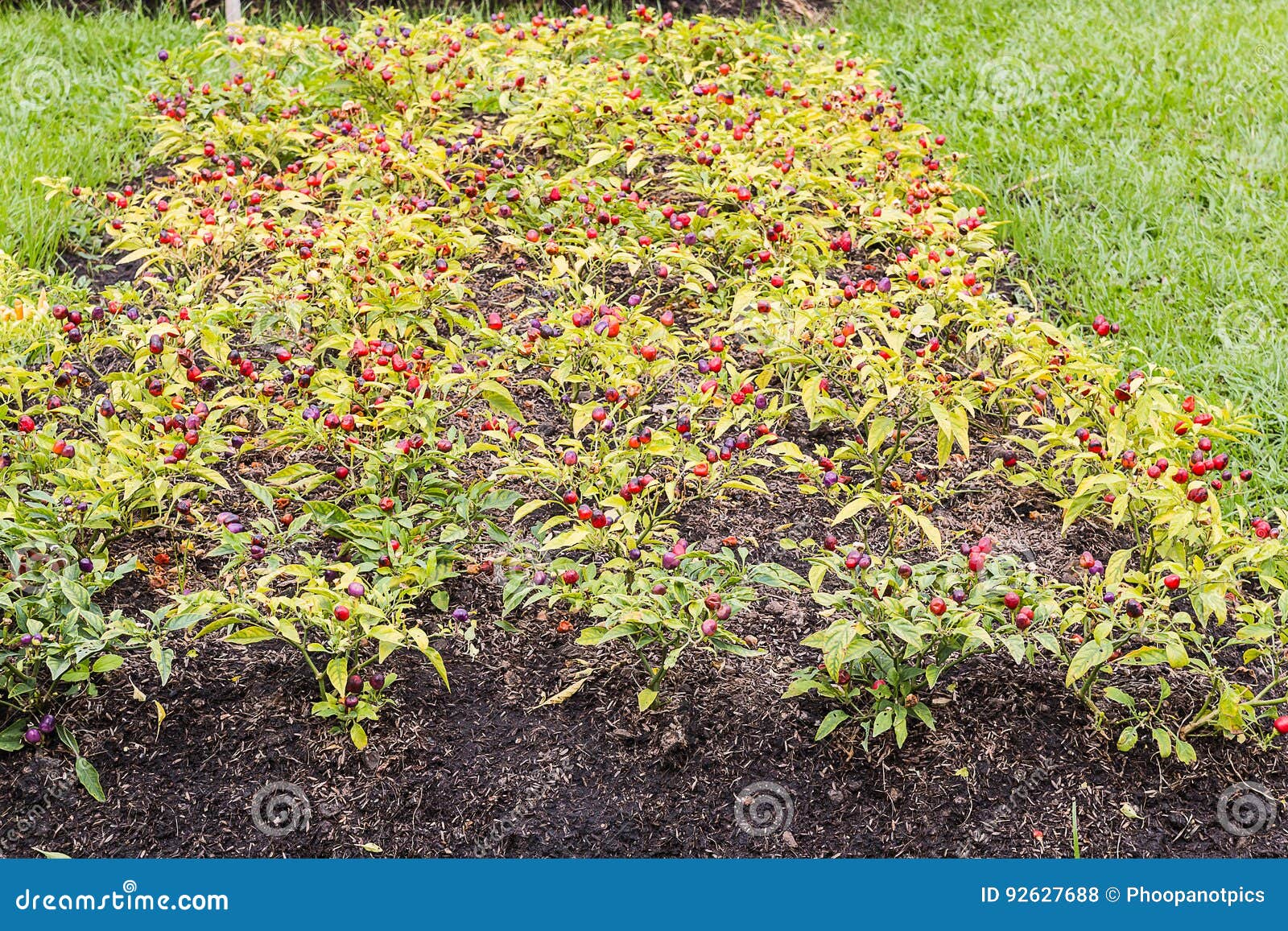 Chili in garden stock photo. Image of agriculture, bell 92627688