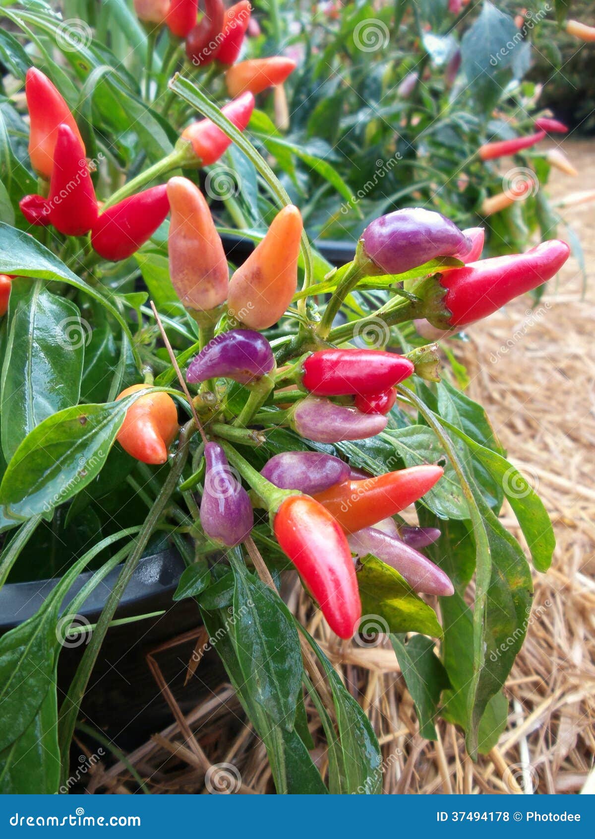 Chili in the garden stock photo. Image of chili, green 37494178