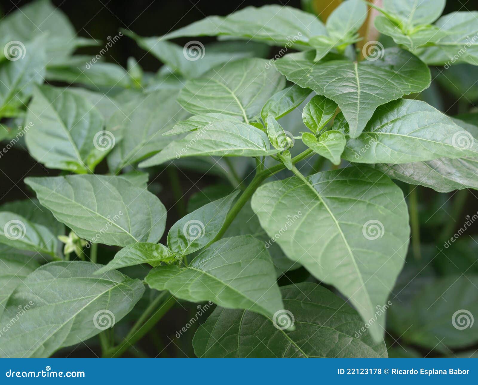 Chili Green Leaves Royalty Free Stock Photos Image 22123178