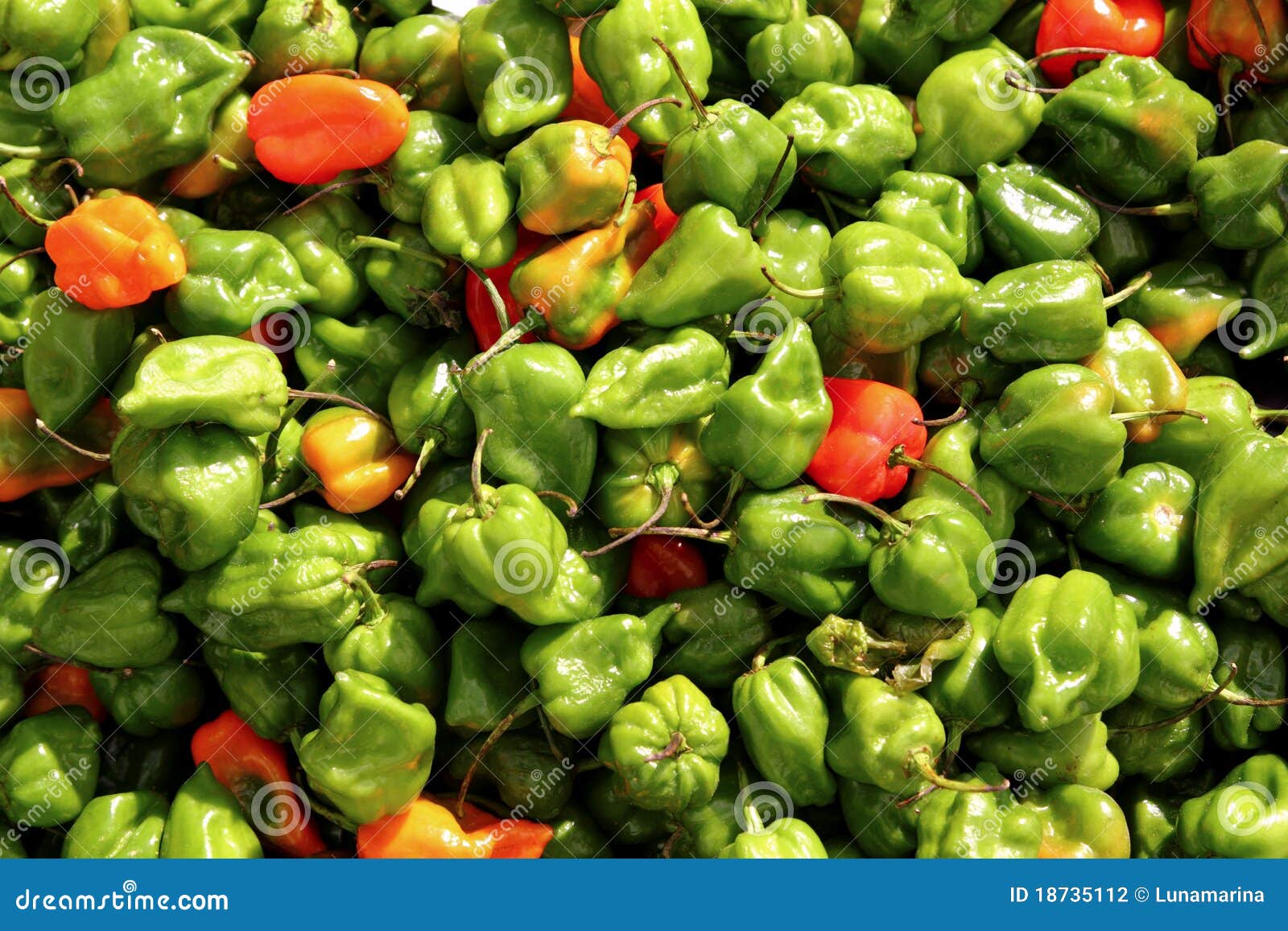 Chili Habanero Hottest Pepper in Mexico Pattern Stock Photo Image of