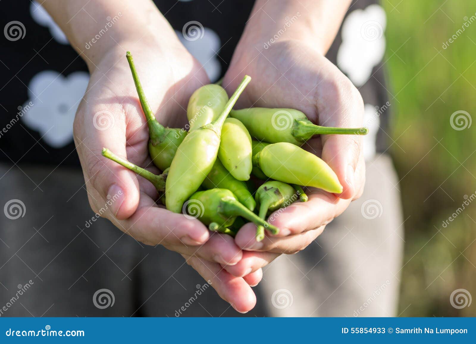 Chili in hand stock image. Image of chilis, pepper, chilli 55854933