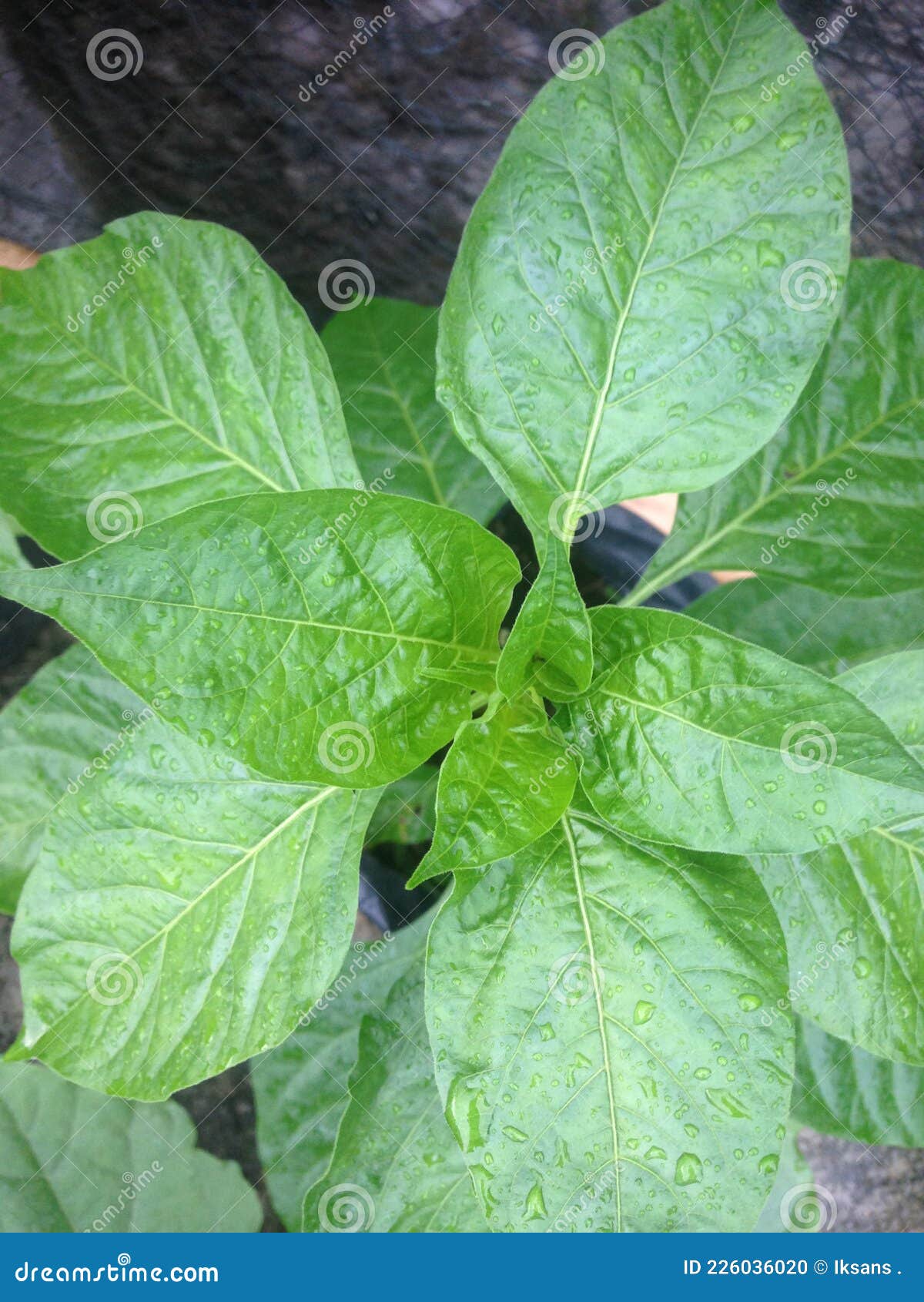 Chili leaf its so Fresh stock photo. Image of fruit 226036020