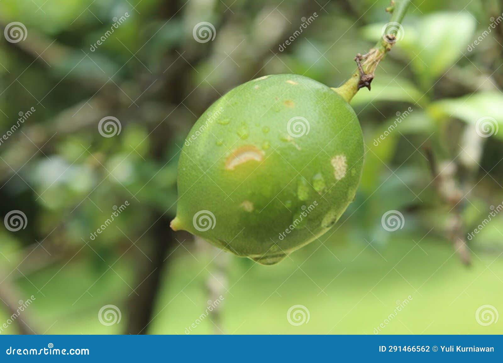 chili limes are also called limes (lat. citrus Ãamblycarpa)