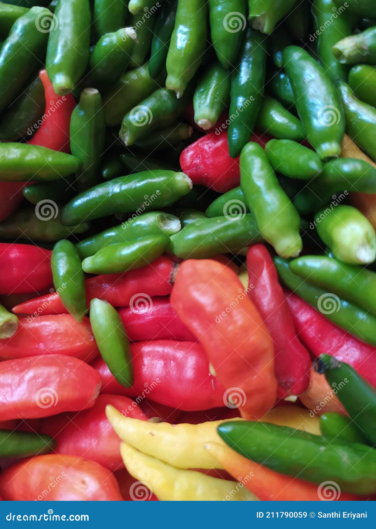 Chili is the Main Ingredient for Making Chili Sauce Stock Image Image