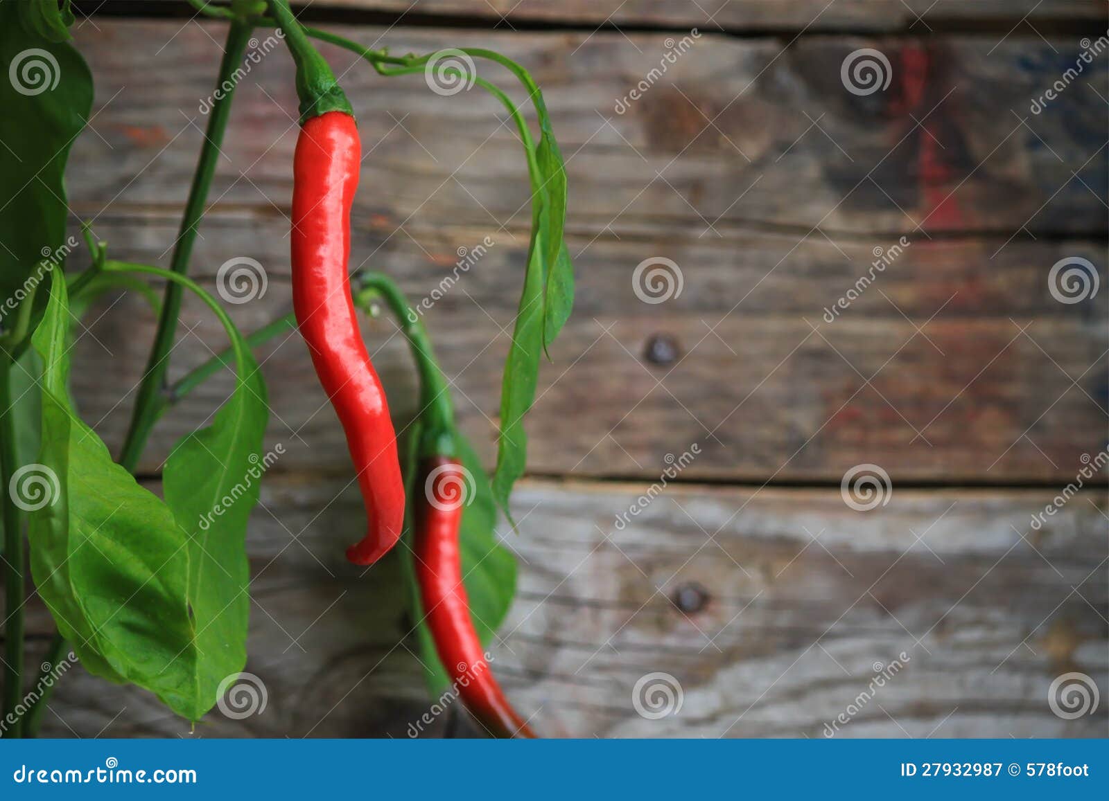 Chili Wallpaper Vector Images over 1700