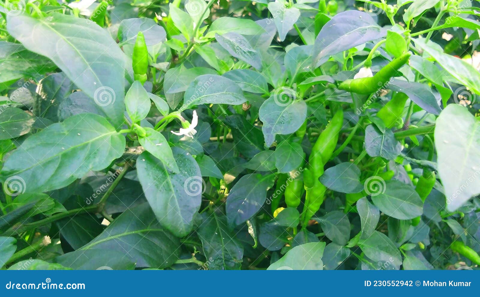 chili pepper chilli capsicum plants fruits stock