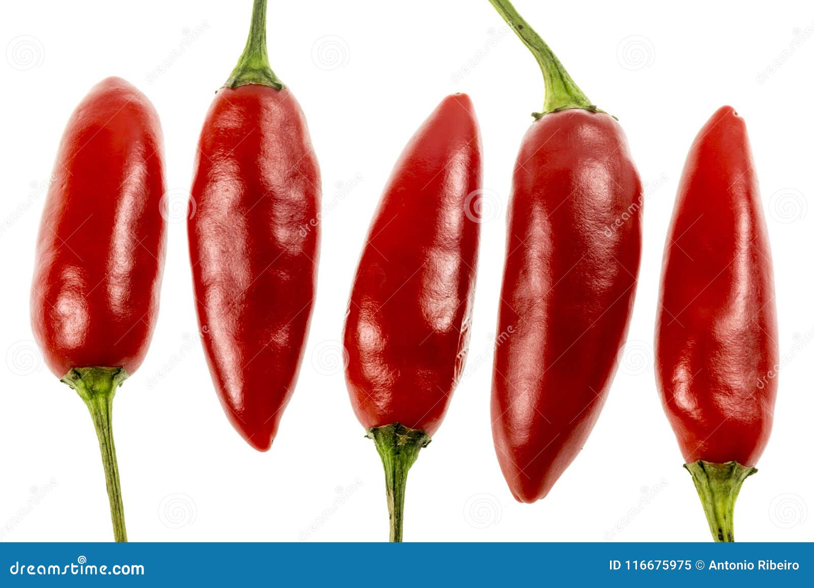 Chili Pepper Birds Eye fotografering för bildbyråer. Bild av medel