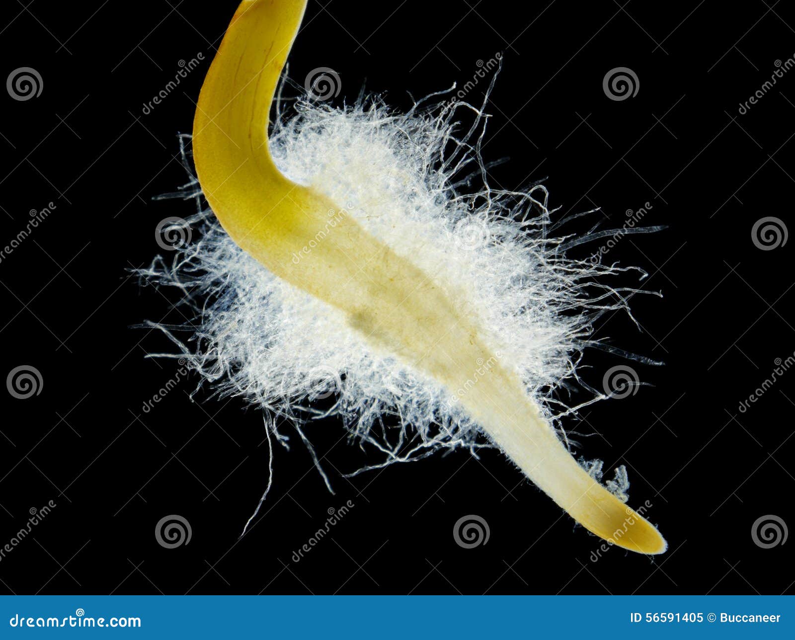 Chili Pepper (Capsicum Annuum) Seedling Root Hair Stock Image - Image of  detail, magnify: 56591405
