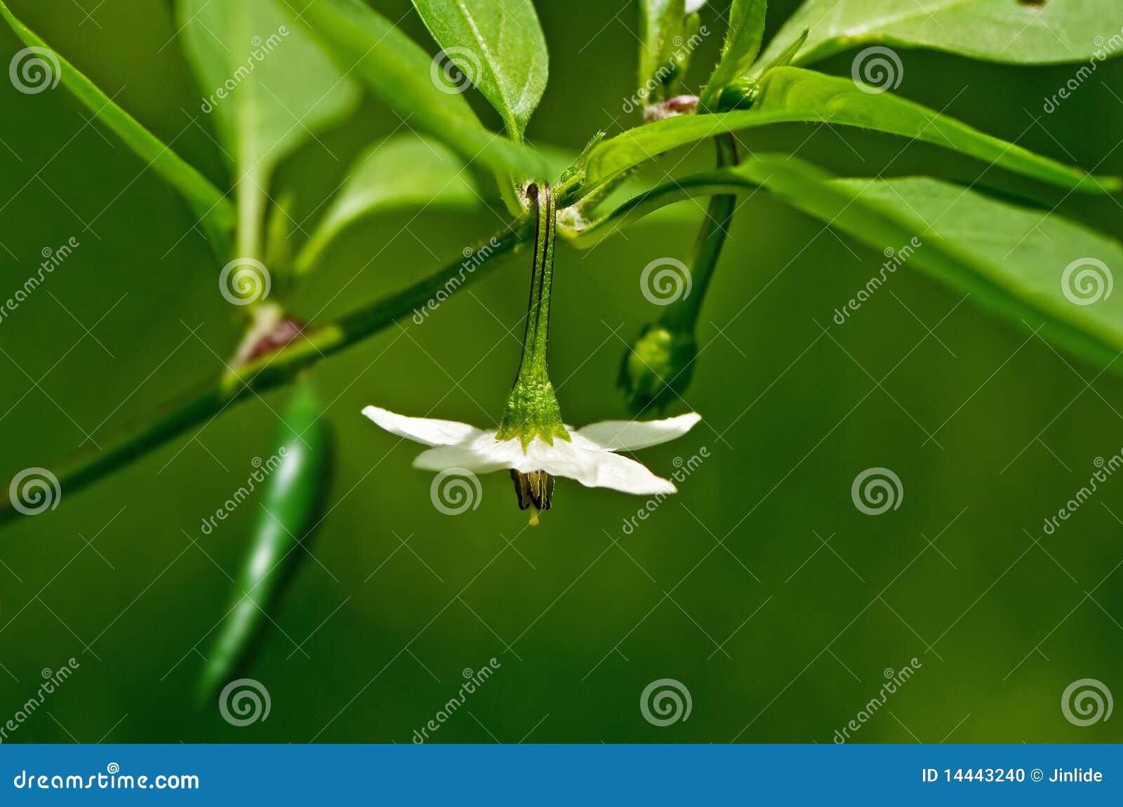 Chili Pepper Flower and Fruit Stock Photo Image of berry, pepper