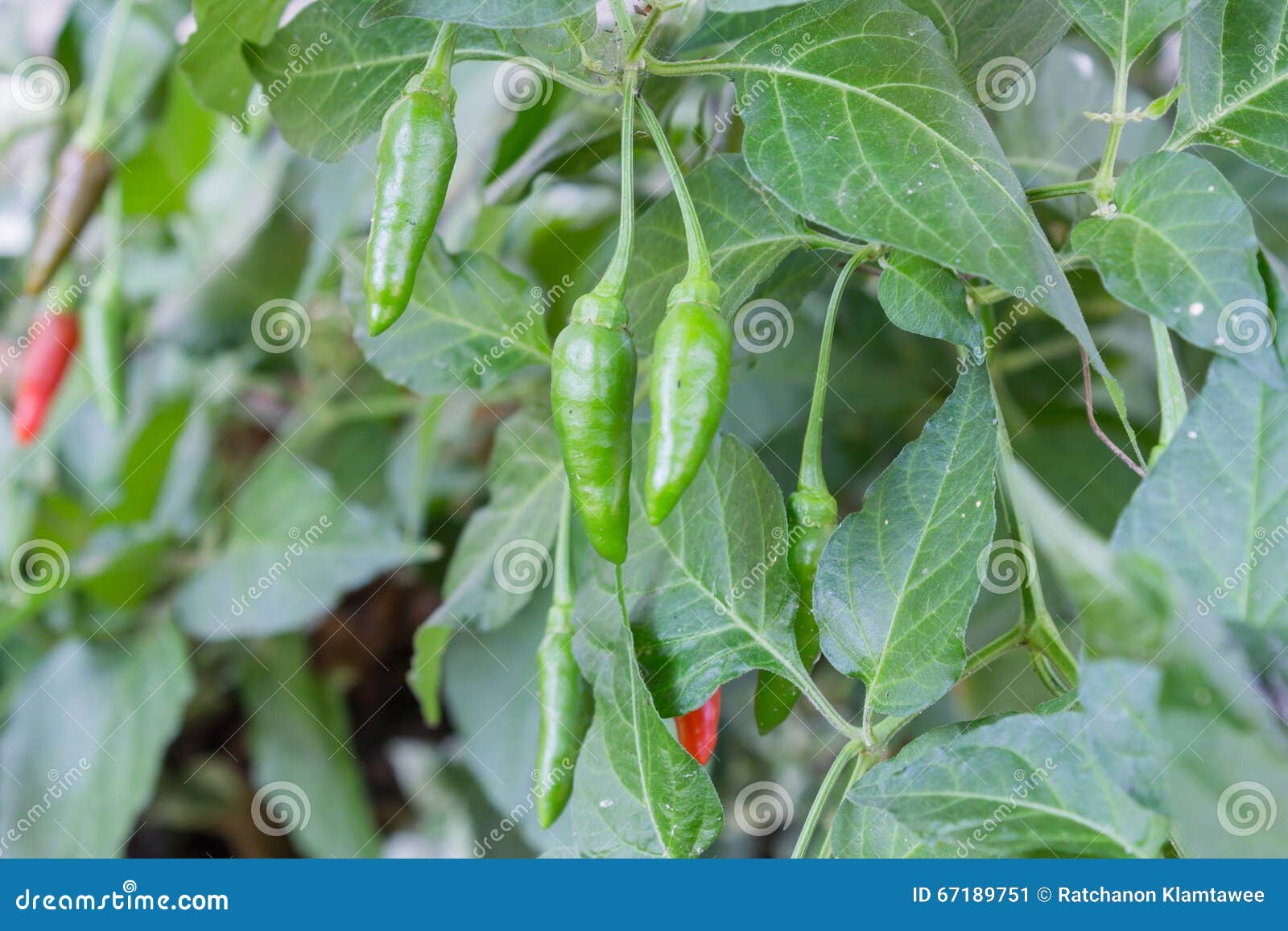 Chili pepper in the garden stock image. Image of chili 67189751