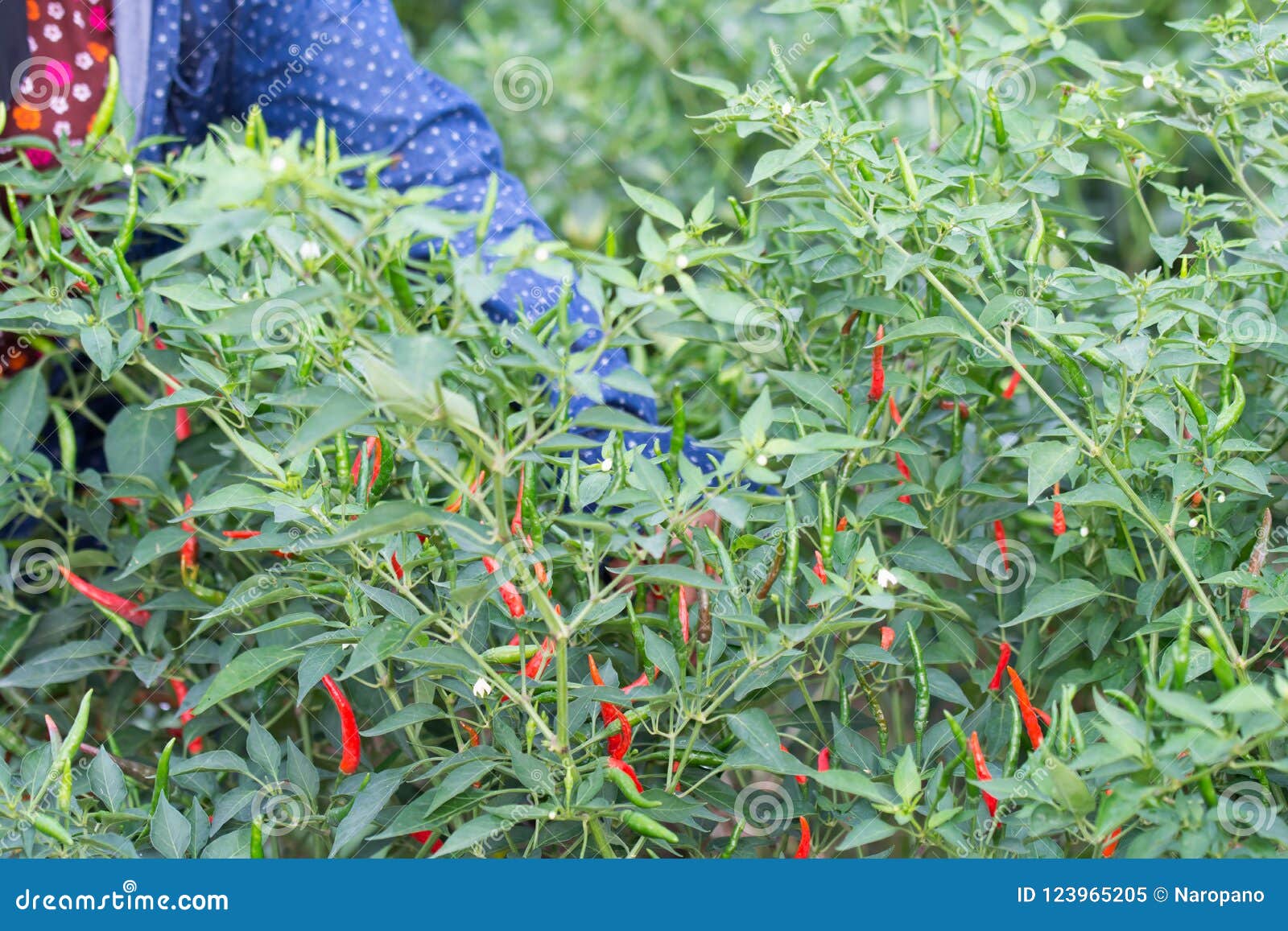 Chili pepper garden stock image. Image of color, green 123965205