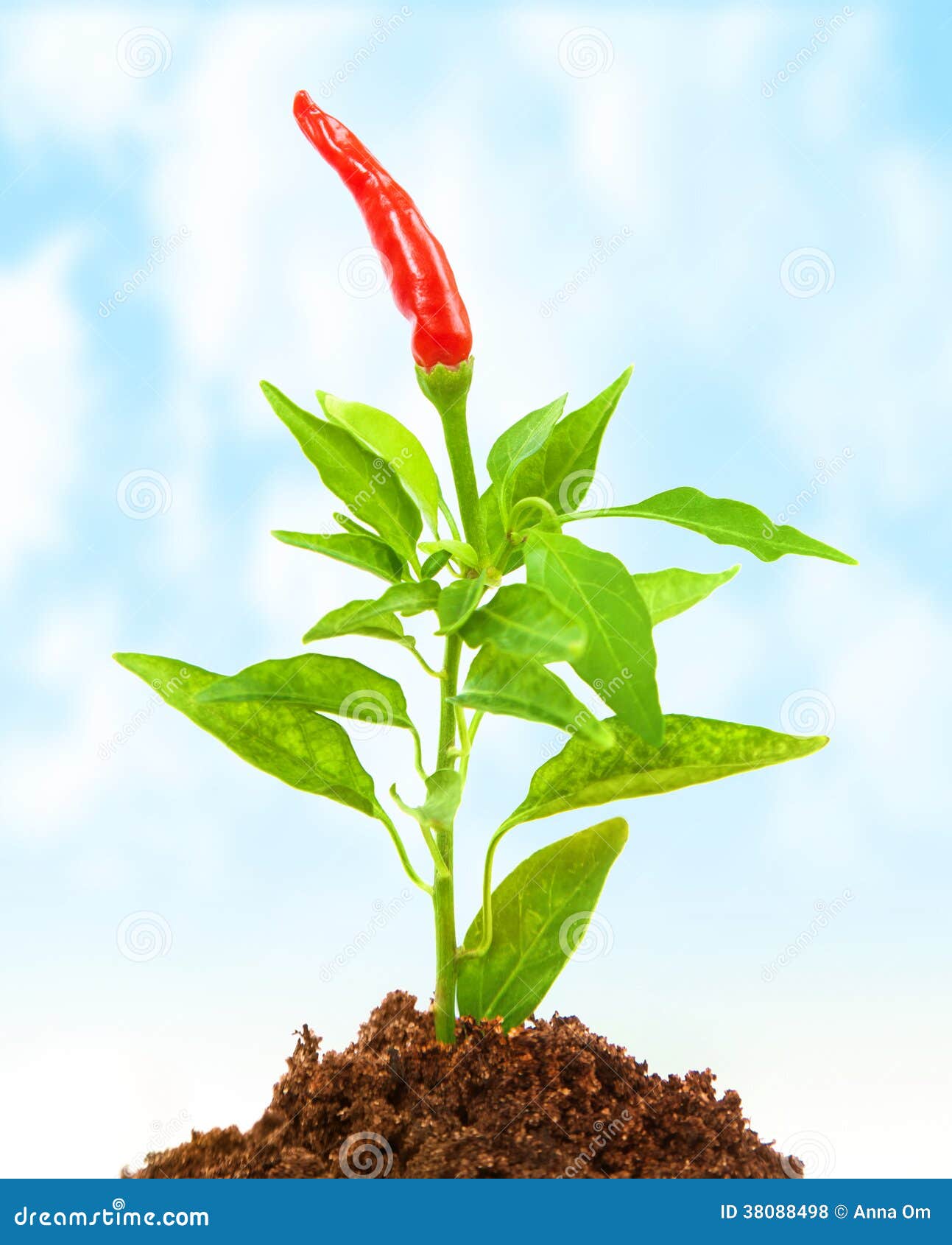 Chili pepper growth stock photo. Image of eating, natural 38088498