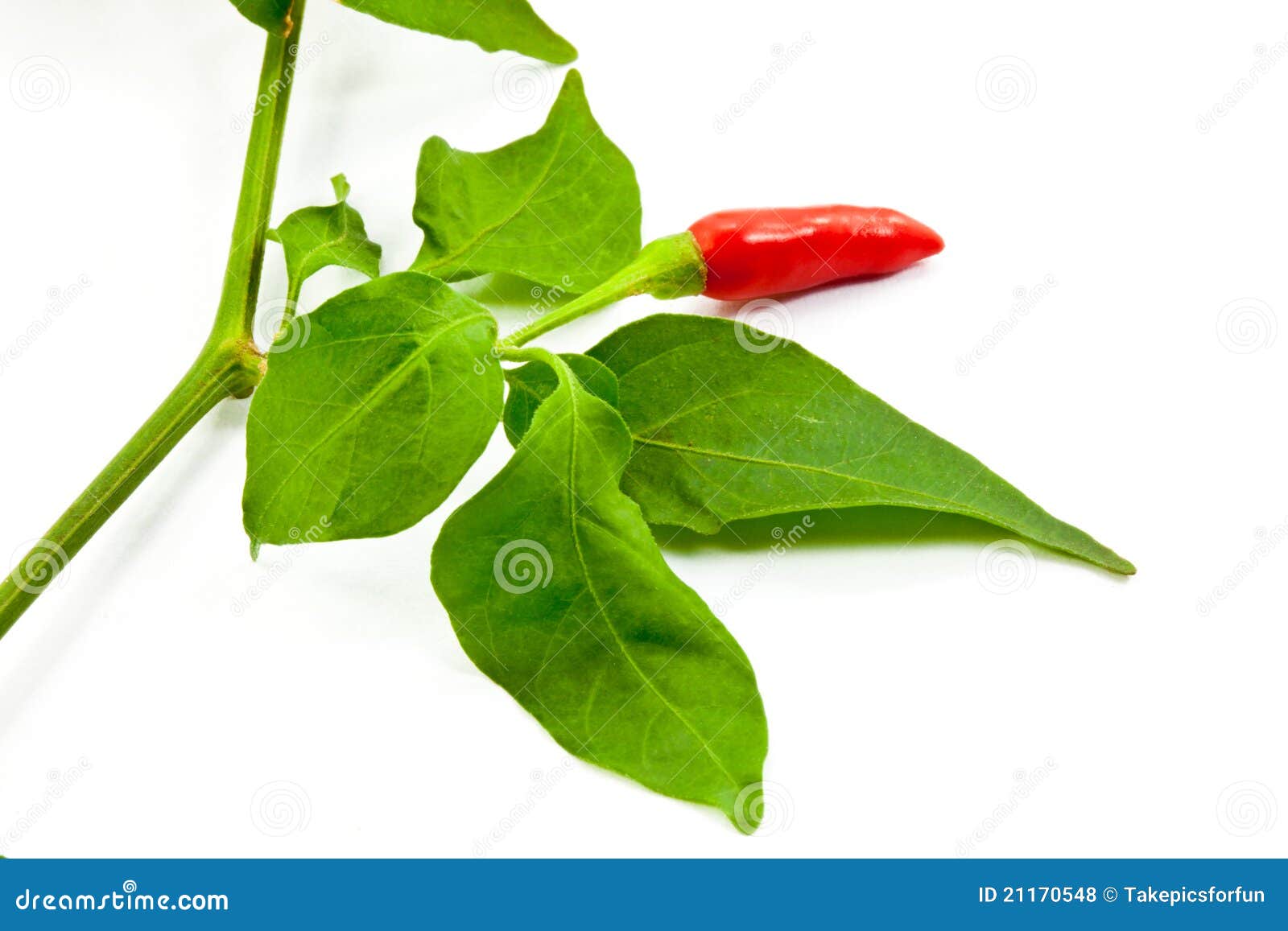Chili pepper with leaf stock photo. Image of piquant 21170548