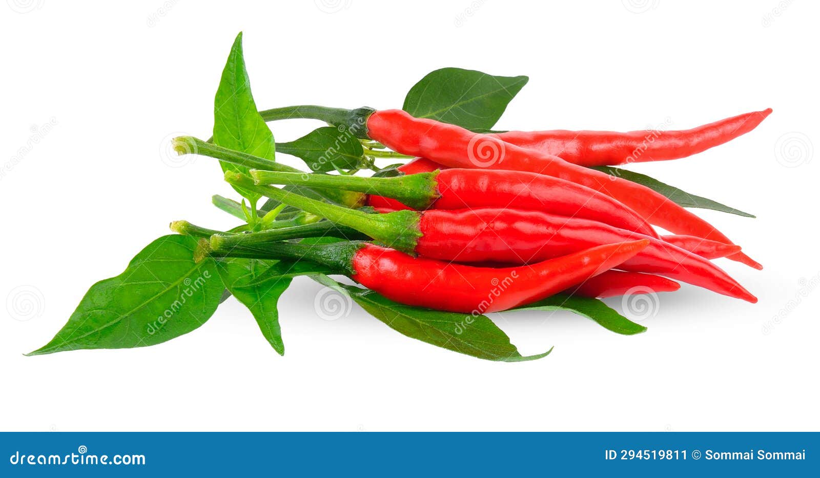 Chili Pepper with Leaf on White Stock Image Image of spicy, chilis