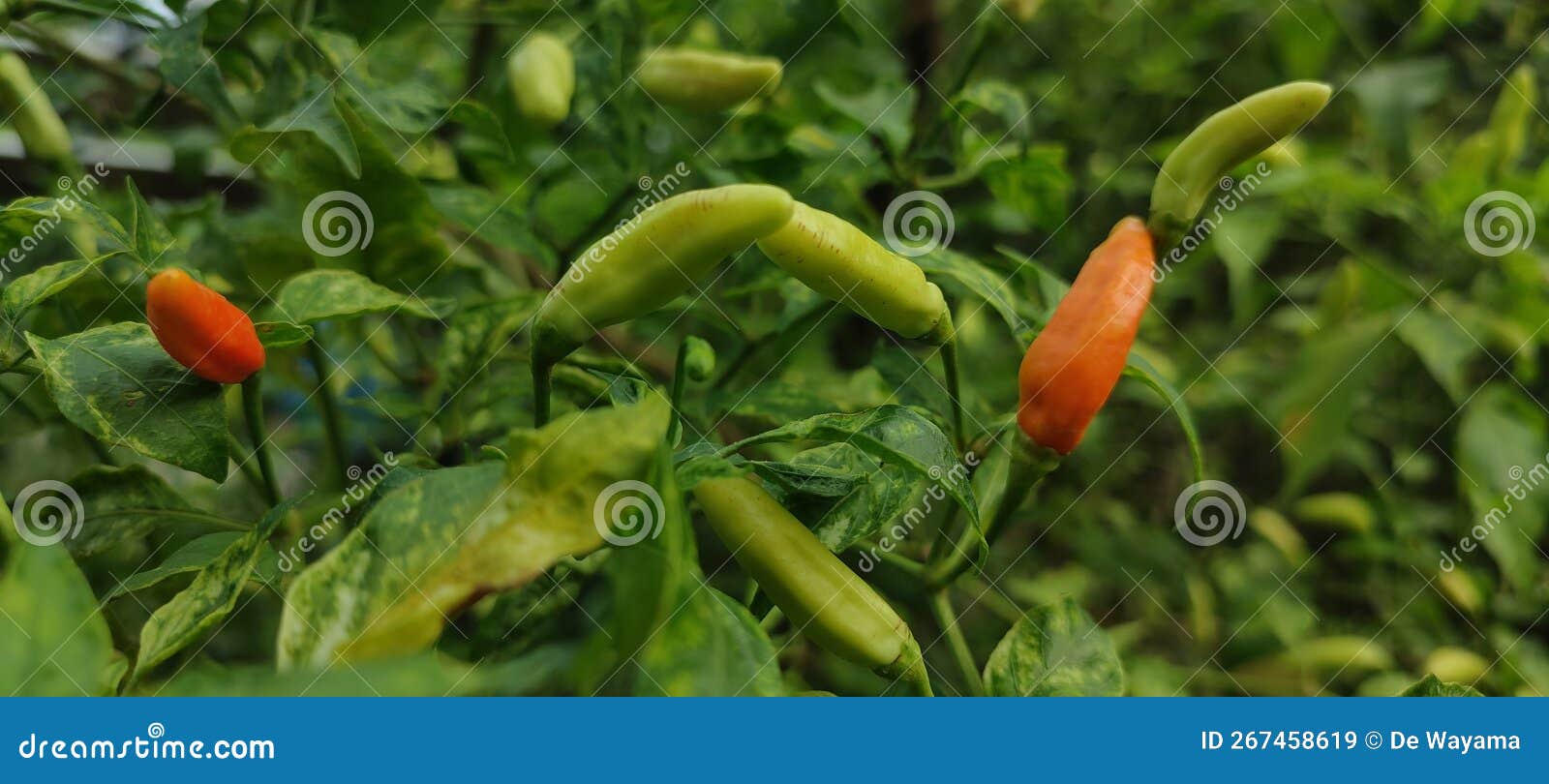 Chili Pepper Plant with Ripe Fruit, Organic Plant Stock Image Image