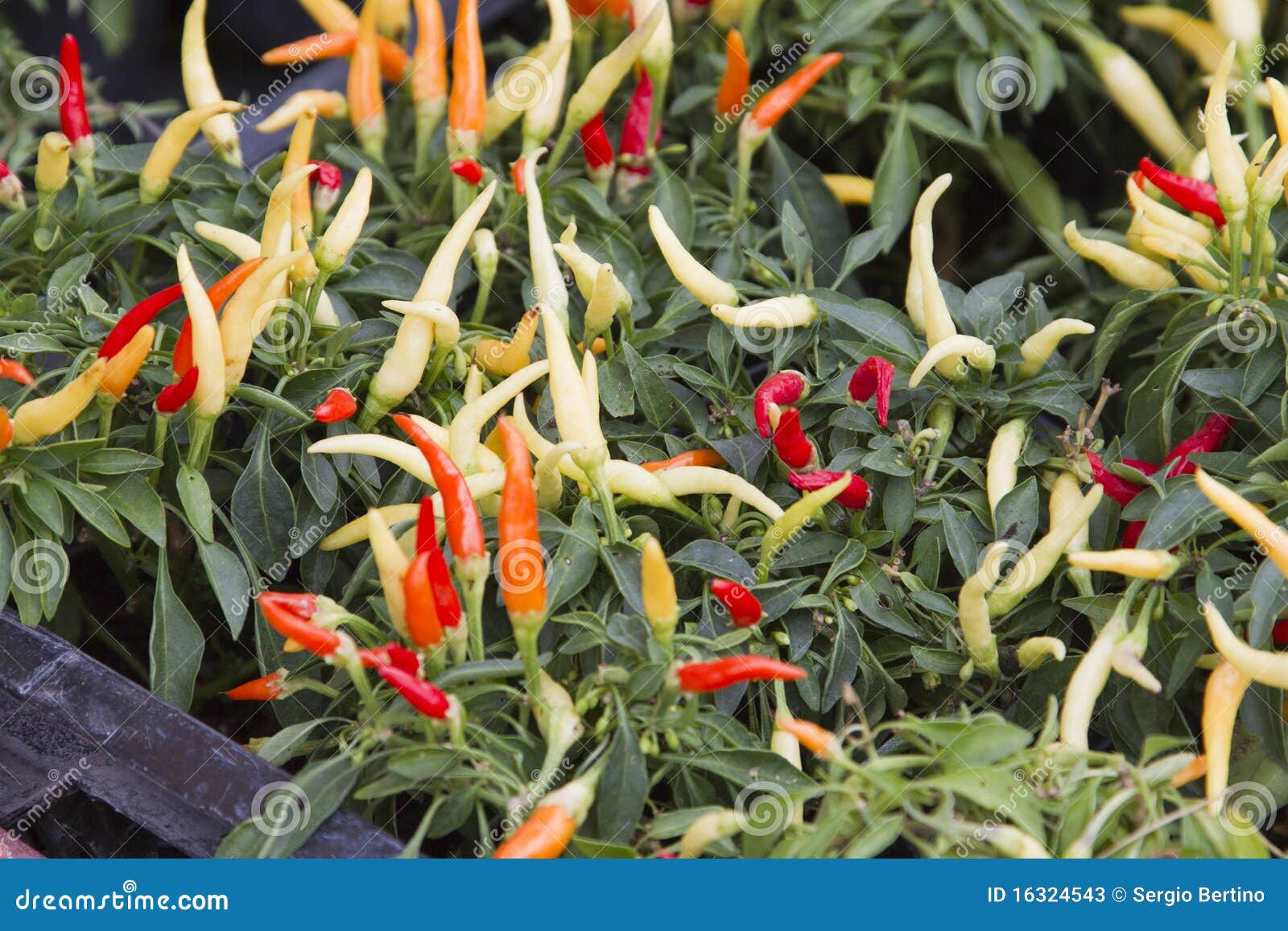 Chili pepper plants stock image. Image of leaves, solanaceae 16324543