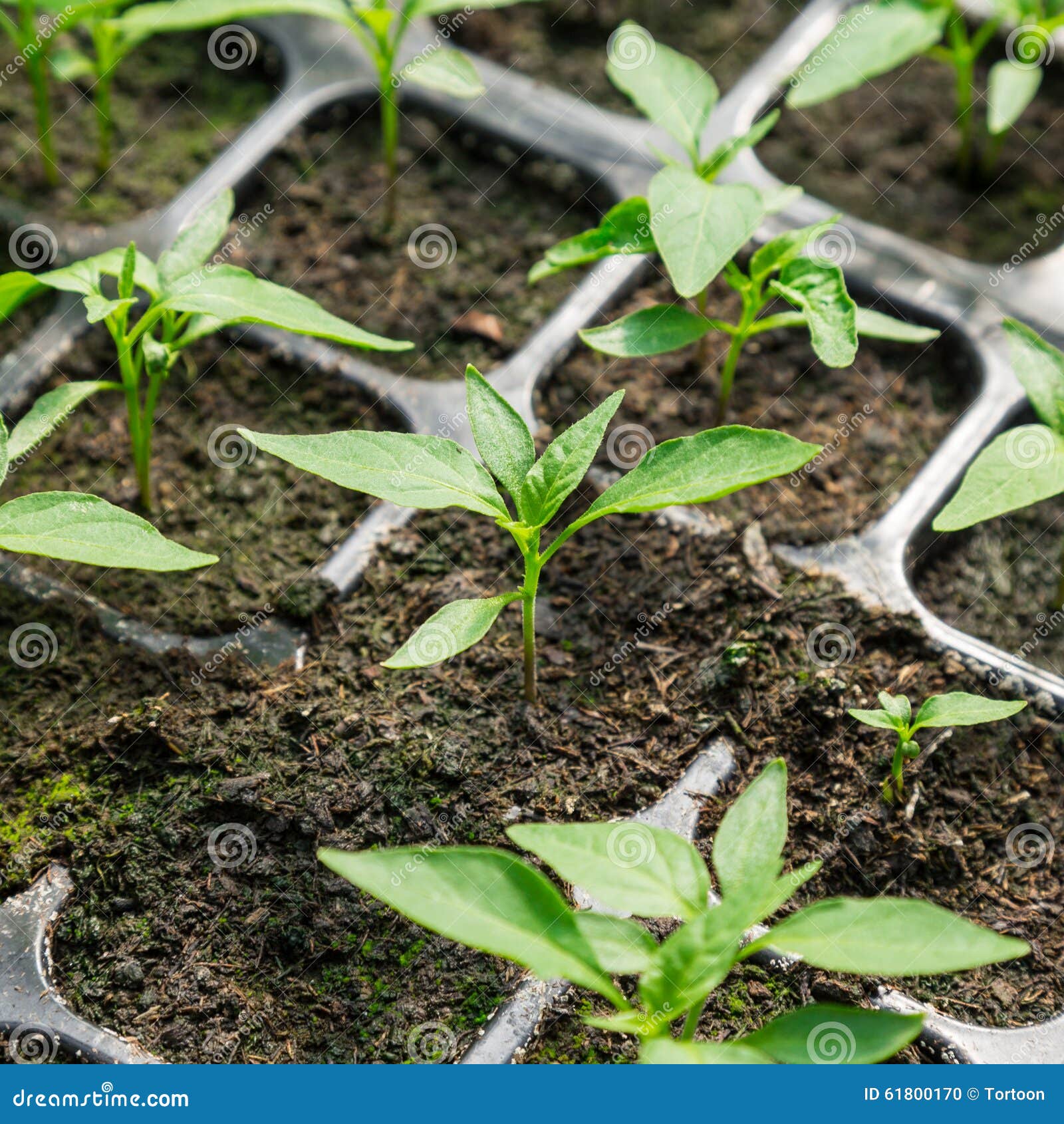 Chili pepper seedling stock photo. Image of green, environment 61800170