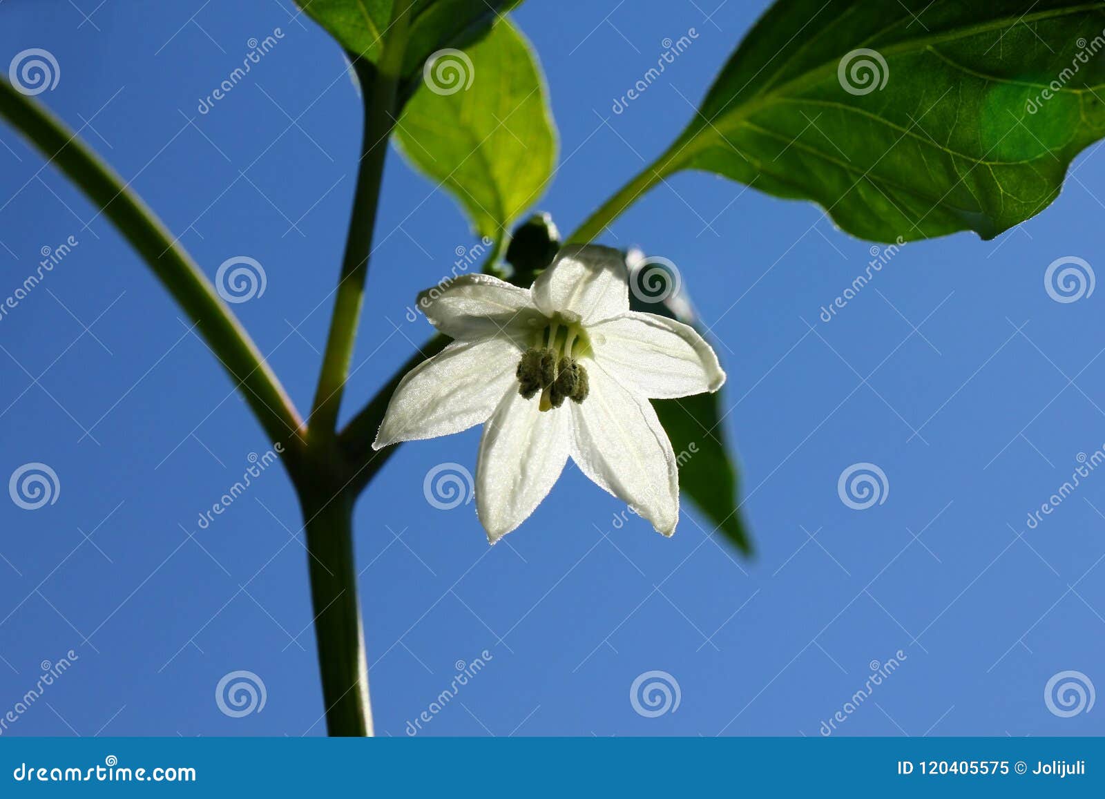 Chili pepper white flower stock image. Image of life 120405575