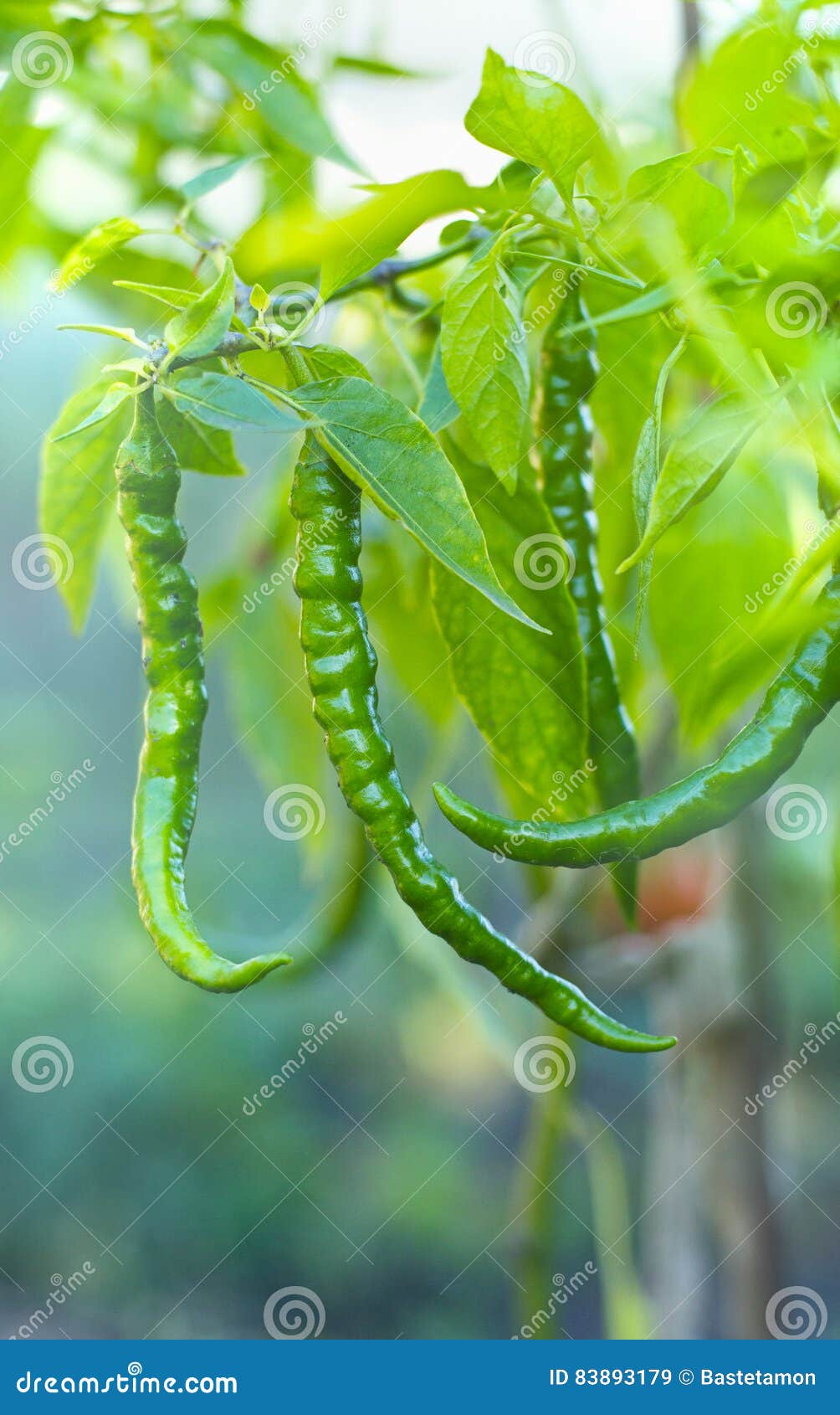 Chili peppers in garden stock image. Image of aromatic 83893179