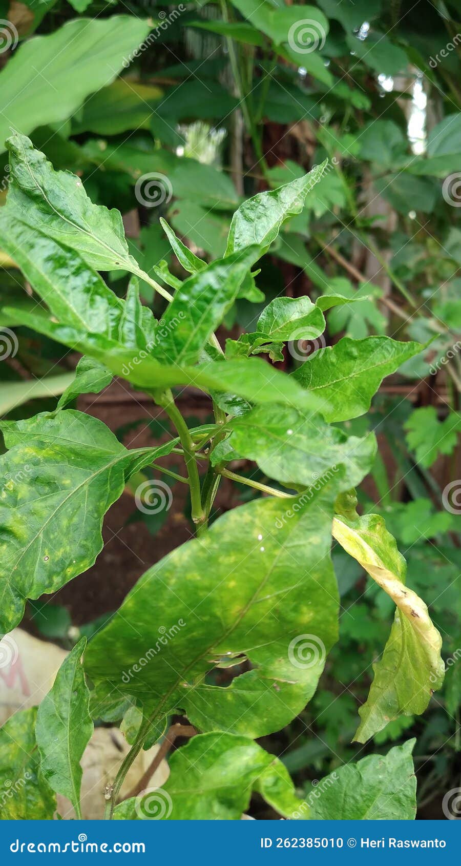 Chili Plant with Green Leaves Stock Photo Image of fruitful, green