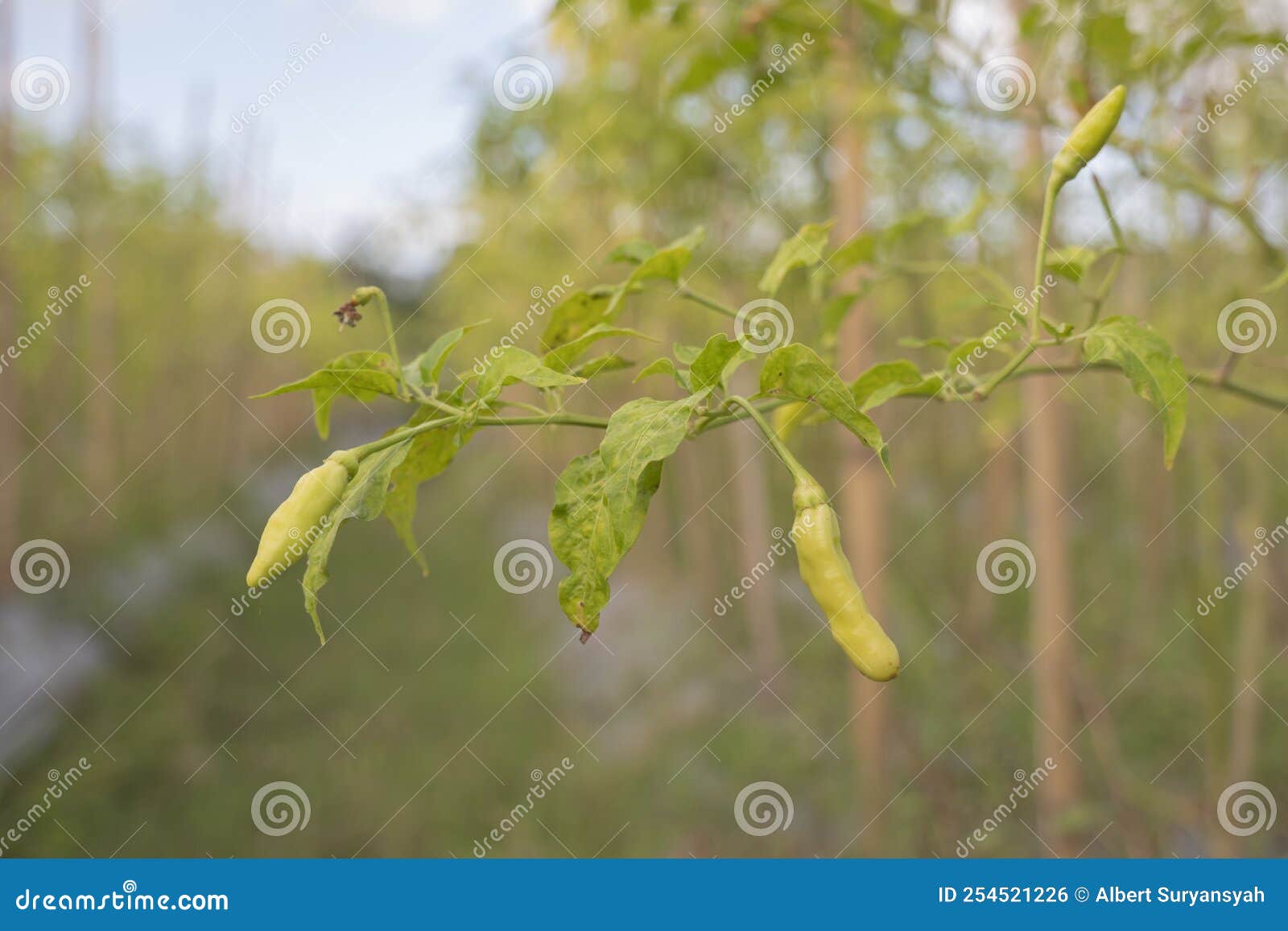 Chili Plants Bear Fruit in the Field Stock Photo Image of farm, fruit