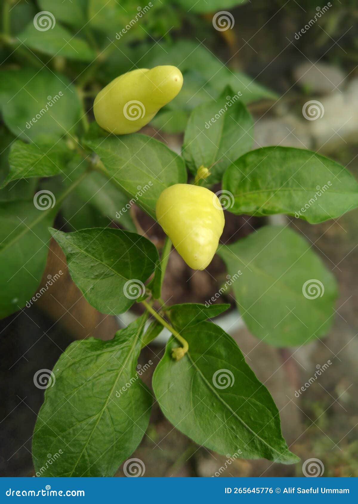 Chili Plants stock photo. Image of garden, bokeh, citrus 265645776