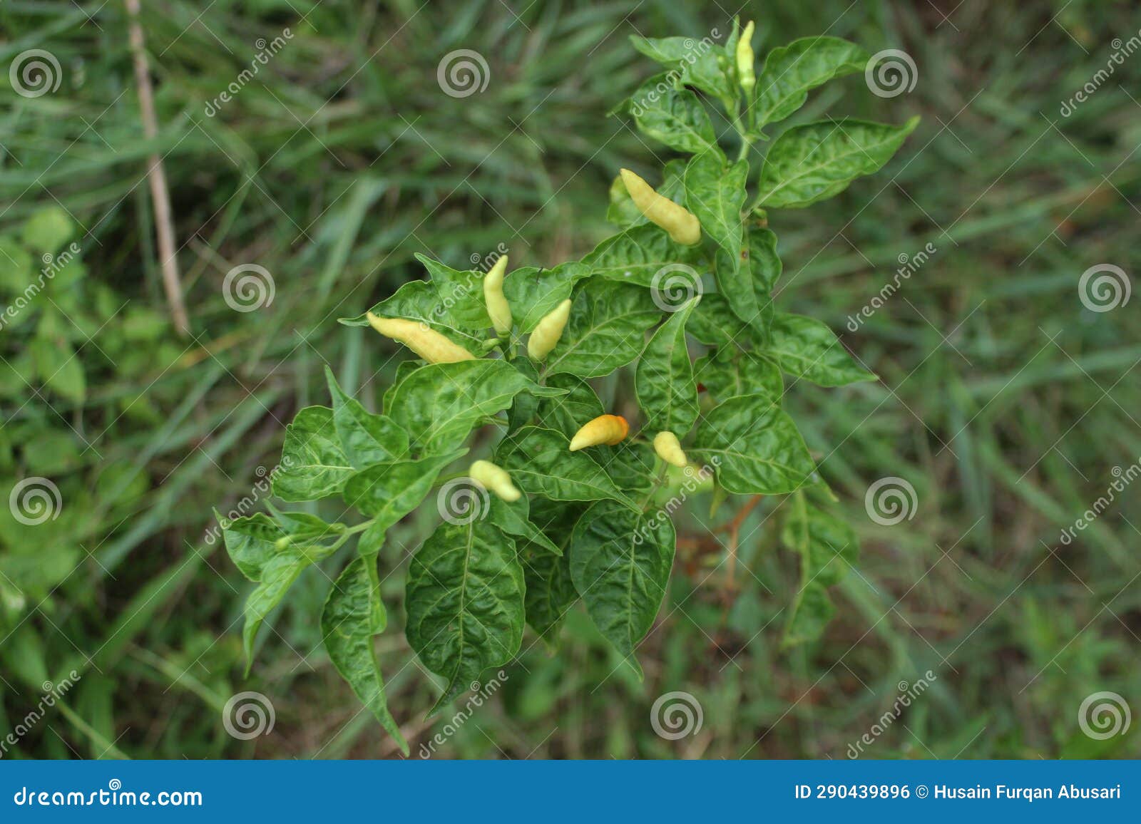 Chili plants stock photo. Image of side, produce, shrub 290439896