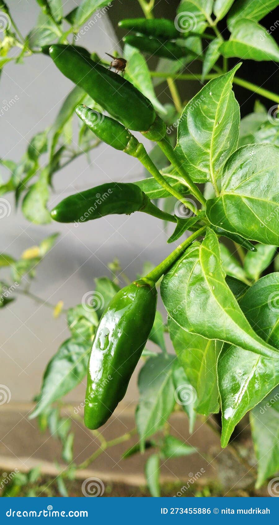 Chili Plants Growing in the Garden Stock Photo Image of chili