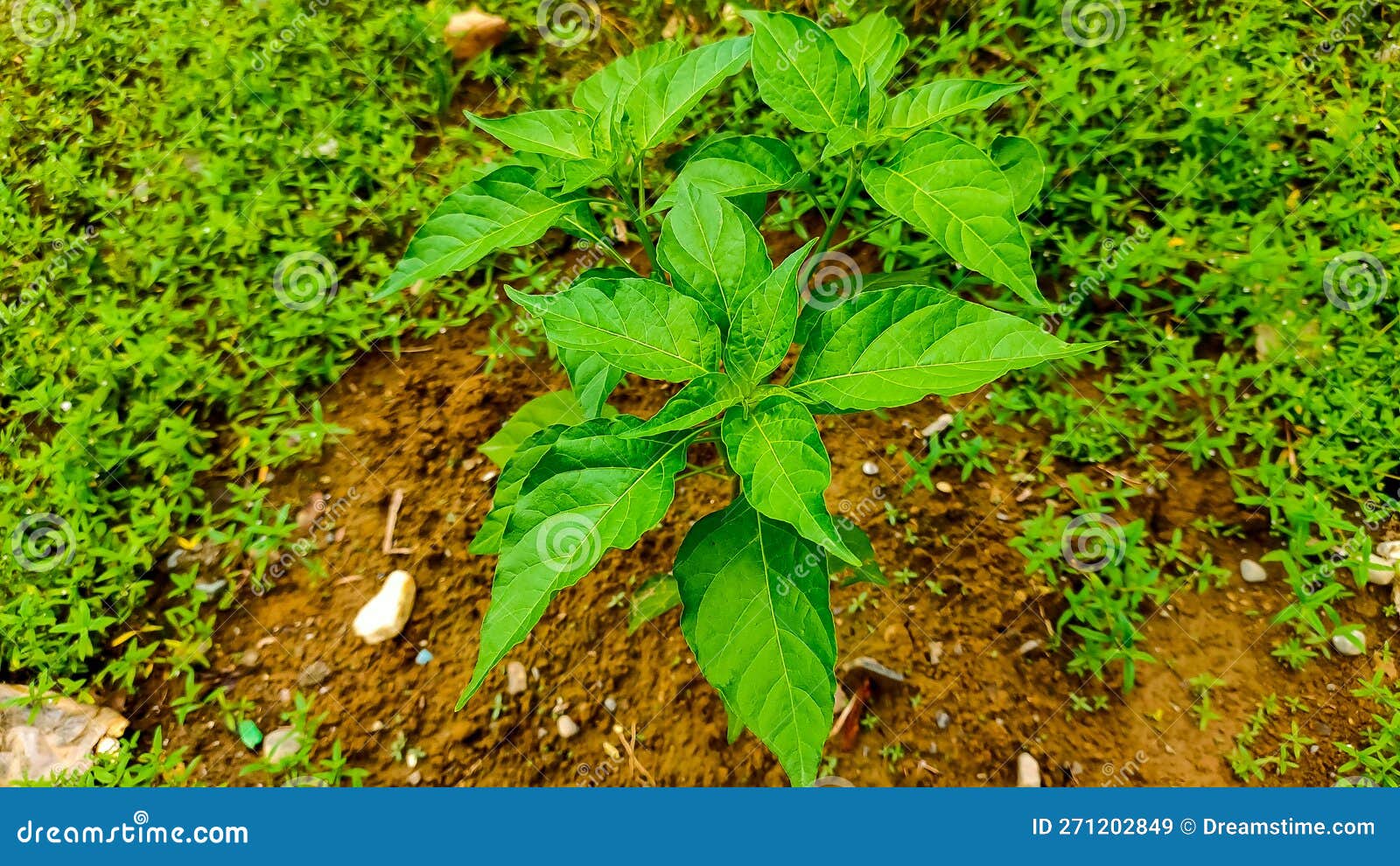 Chili Plants that are in the Process of Growing Stock Image Image of garden, forest 271202849