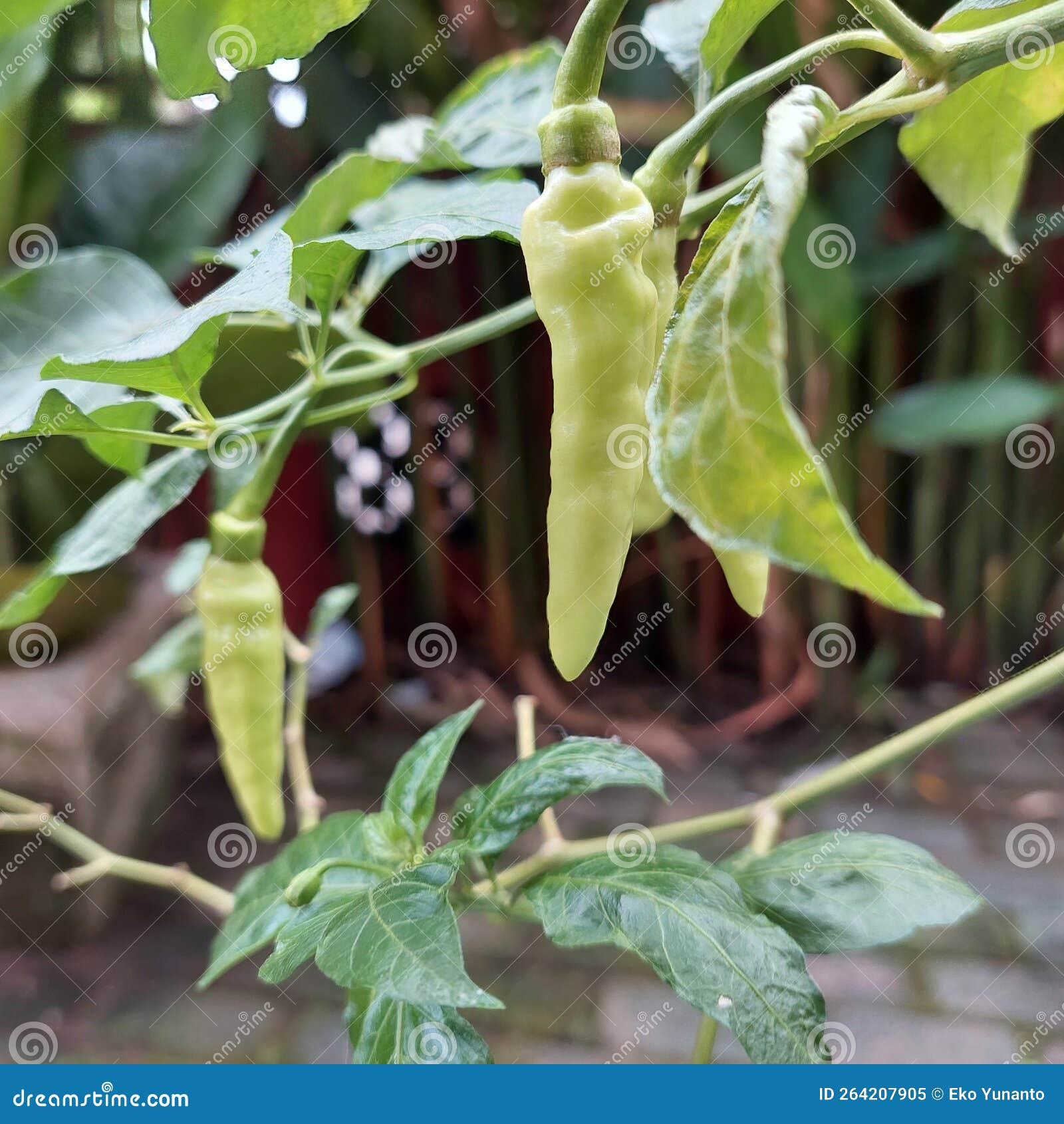 Chili Plants that are Ready To Be Harvested Stock Image Image of