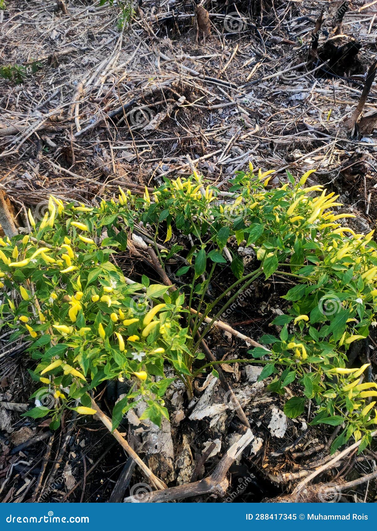 Chili plants stock image. Image of sliced, chili, fruit 288417345
