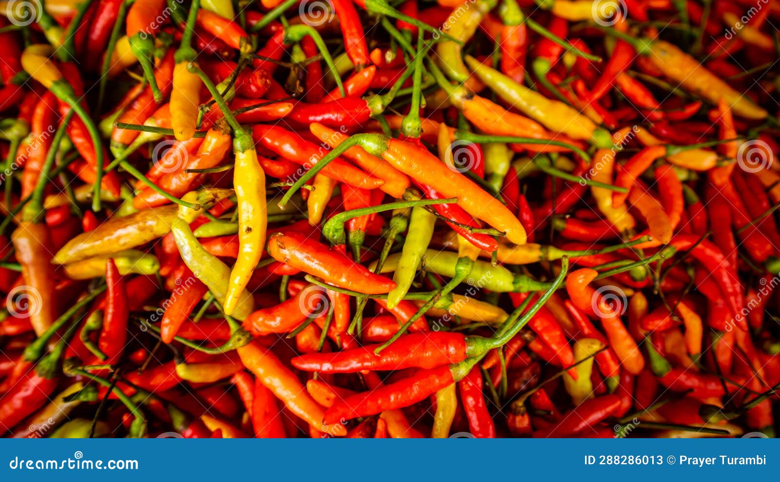 Chili Sold in Traditional Markets Stock Image Image of mexican, ripe