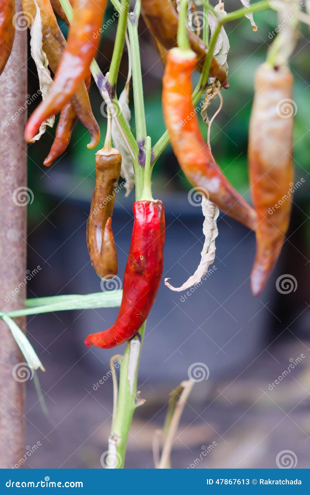 Chili tree dead stock image. Image of capsicum, chilli 47867613