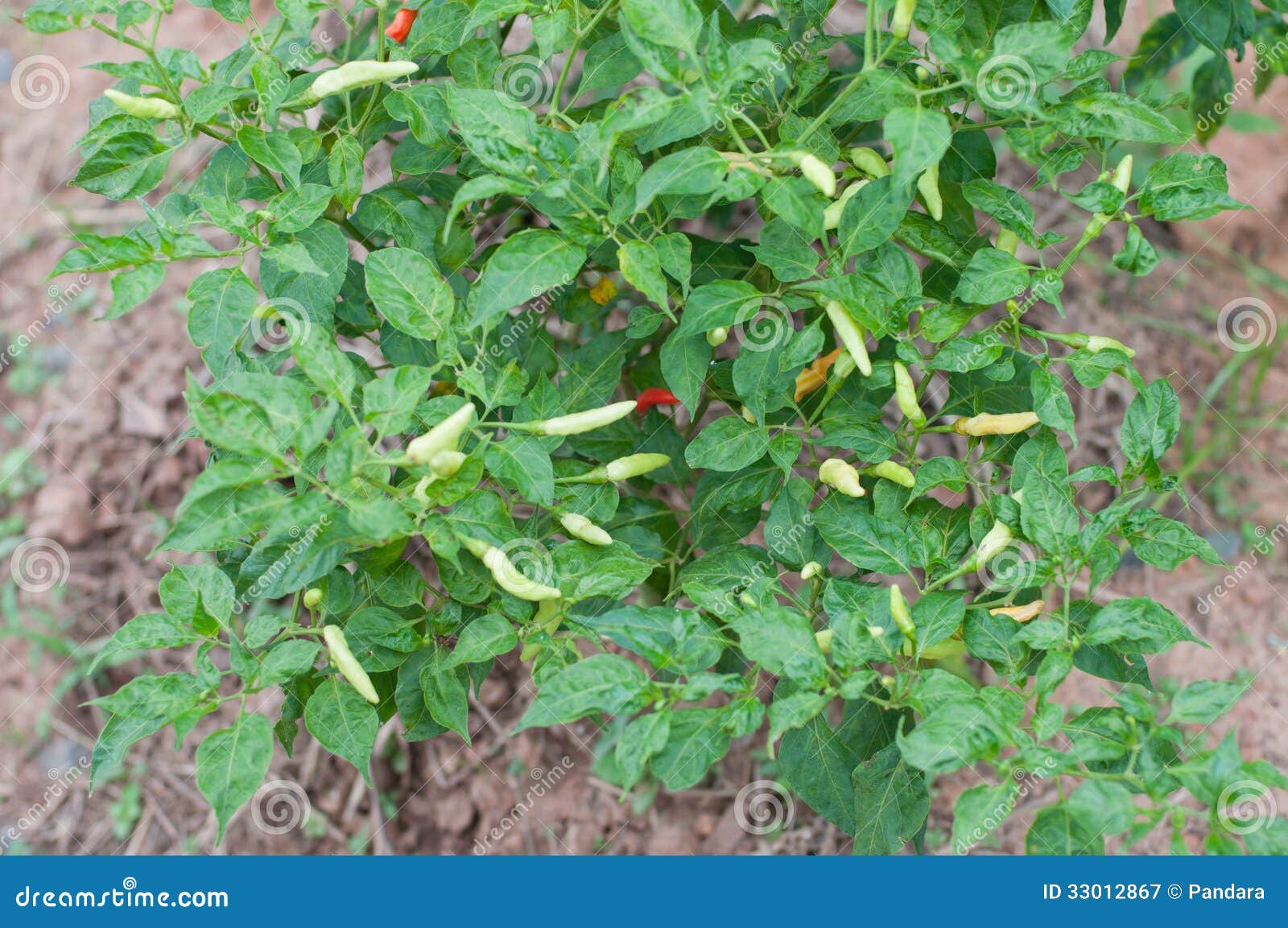 A chili tree stock image. Image of harvest, stem, growth 33012867