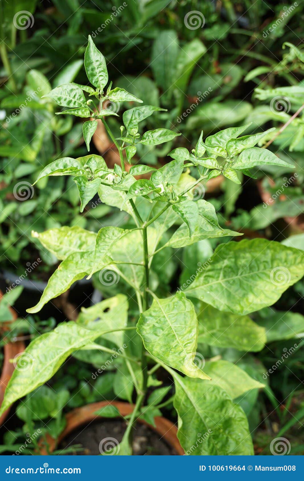 Chili tree on the ground stock photo. Image of leaves 100619664