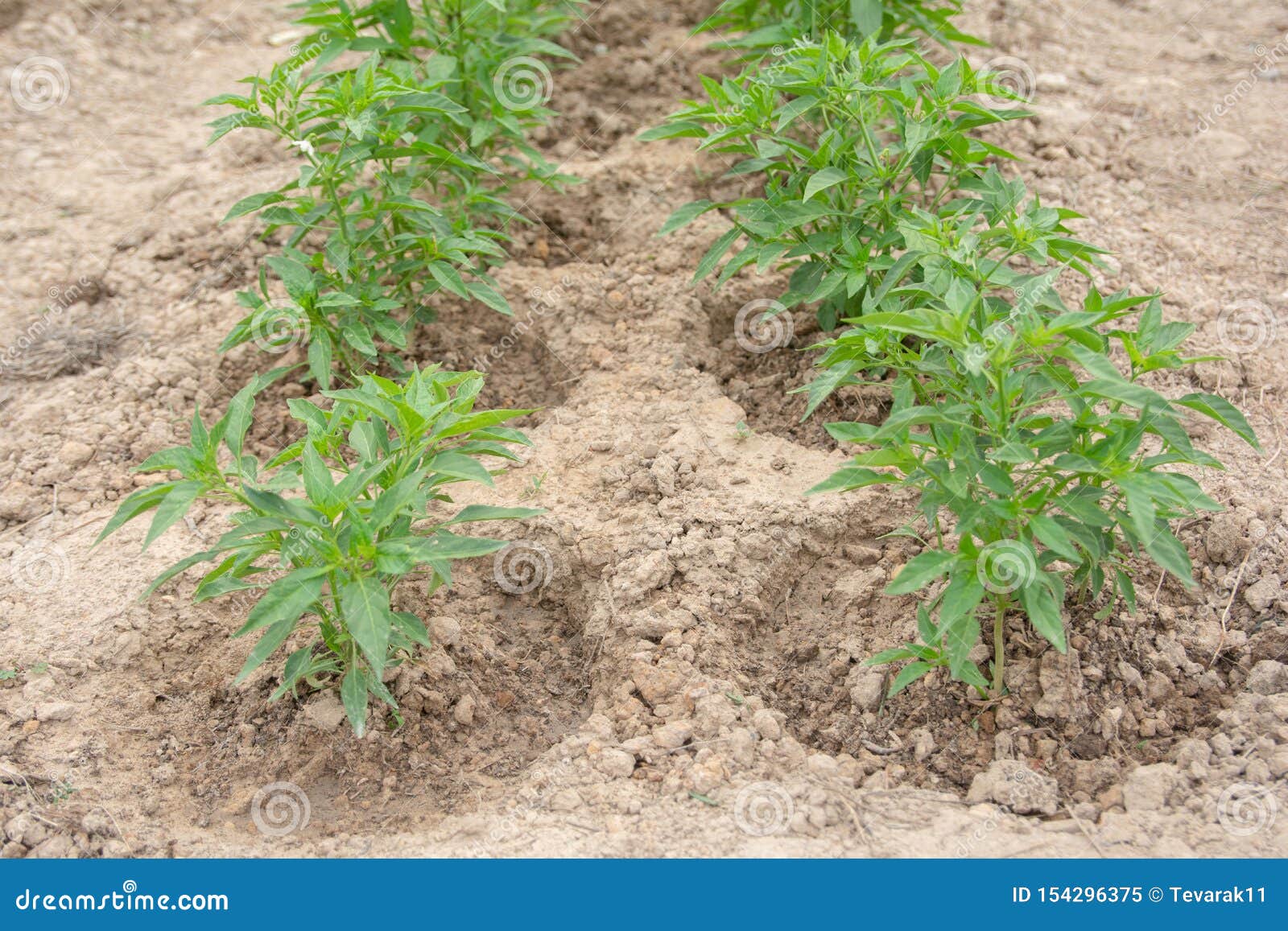 Chili Tree Planted on the Soil. Young Chili Pepper Plant Image Stock Image Image of field